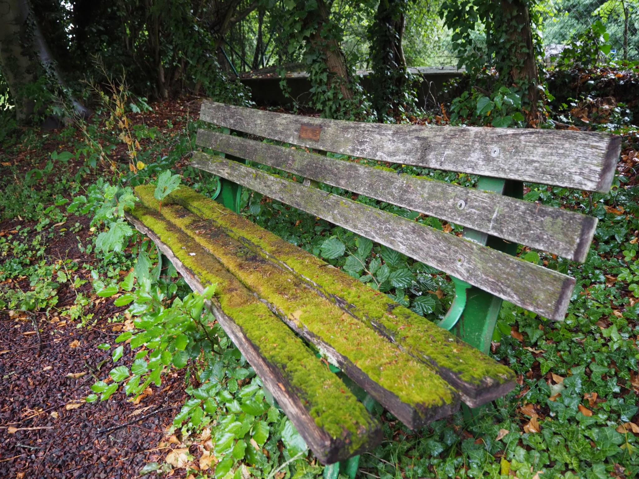 Eine alte mit Moos bewachsene Holzbank in einem Park