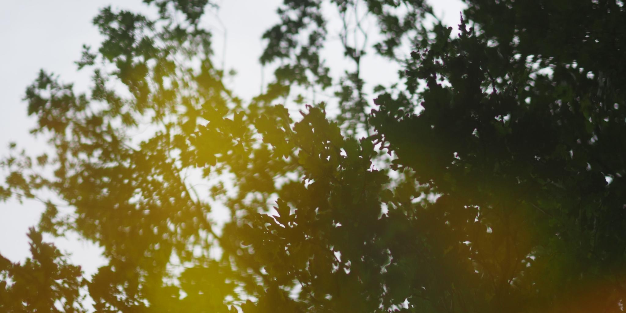 Ein Baum spiegelt sich in einem Gewässer