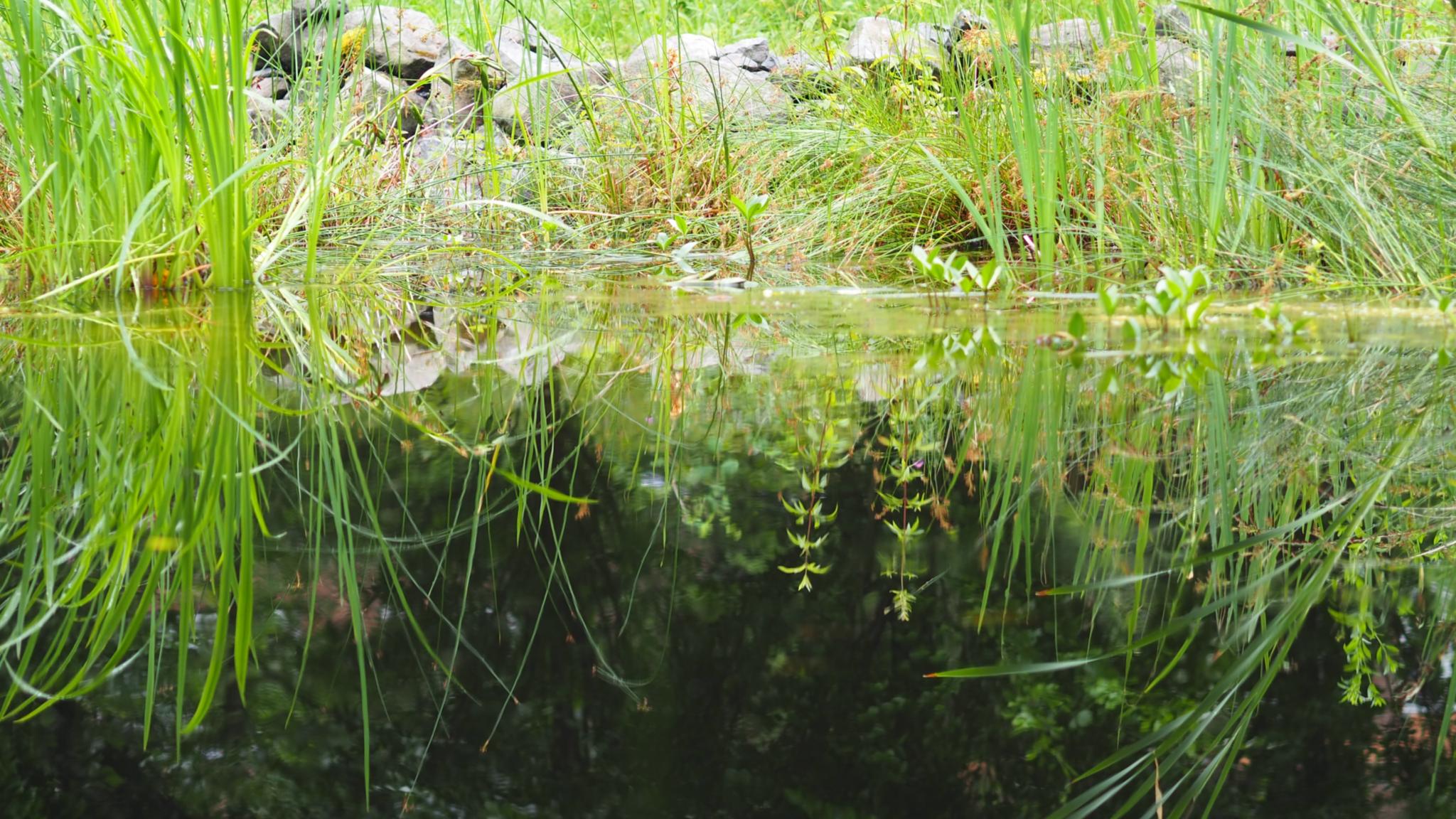 Ein Teich mit Seegras am Rand