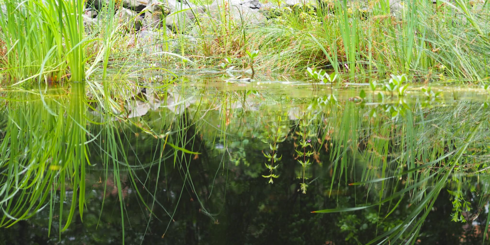 Ein Teich mit Seegras am Rand