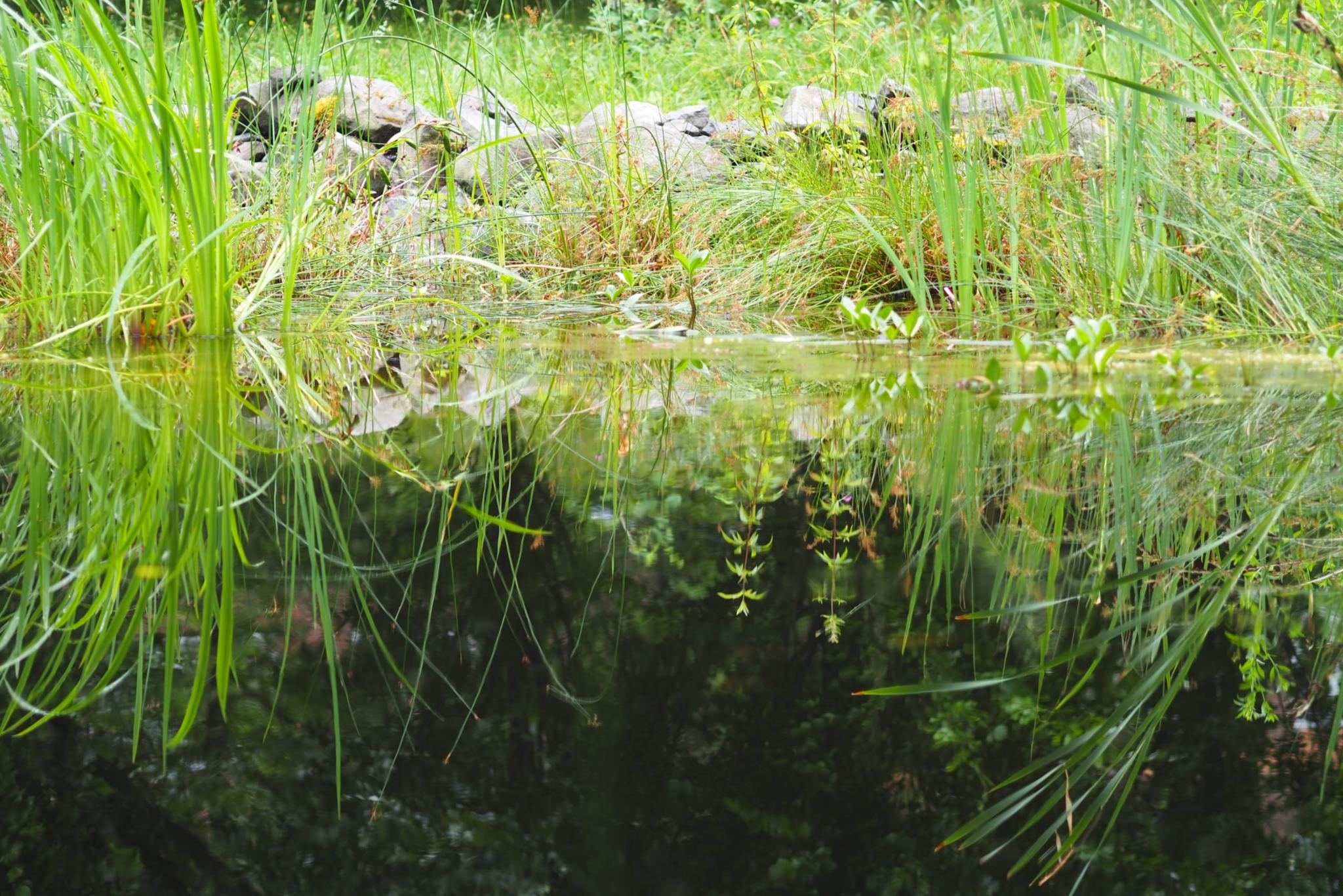 Ein Teich mit Seegras am Rand
