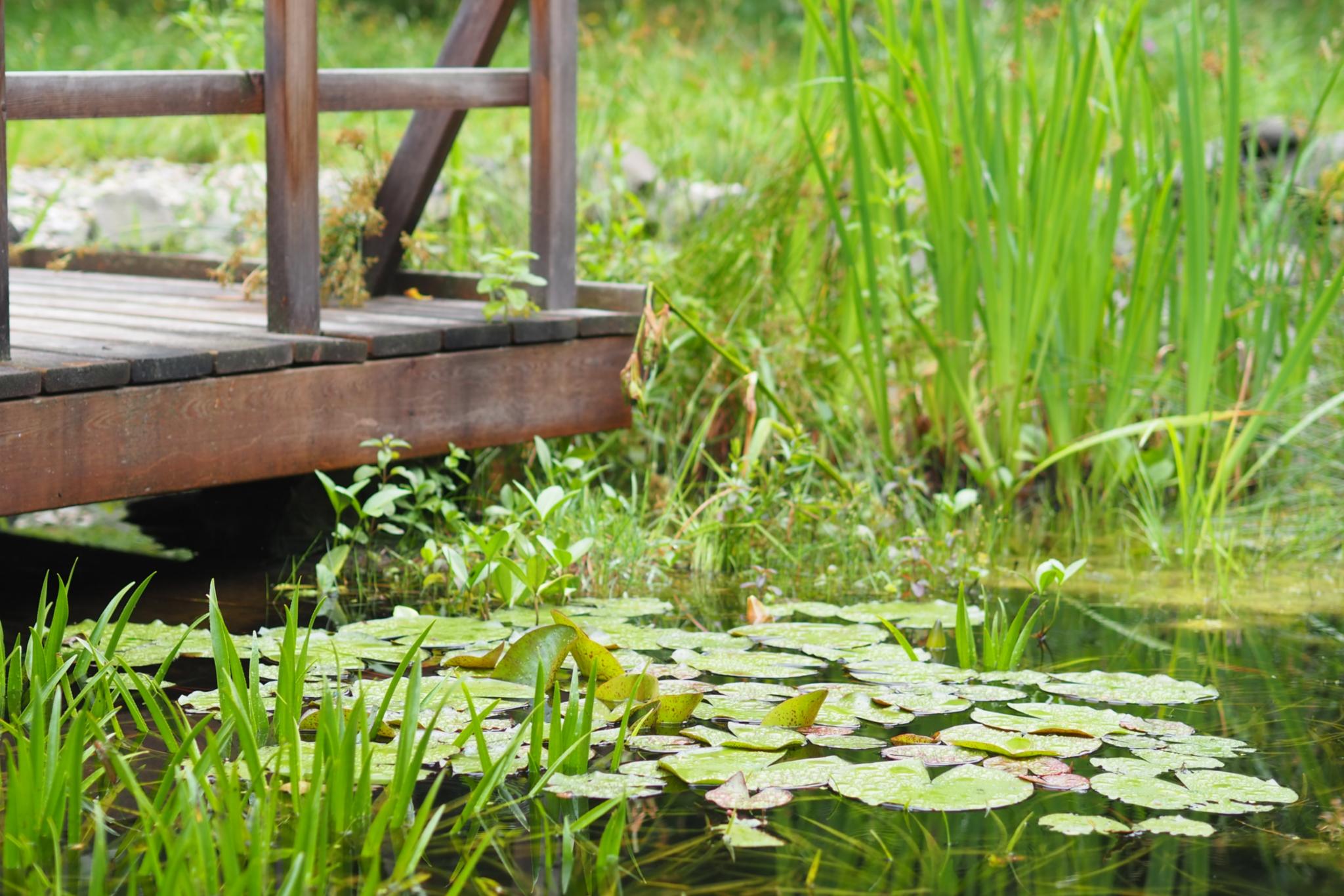Ein Teich mit einem Steg aus Holz