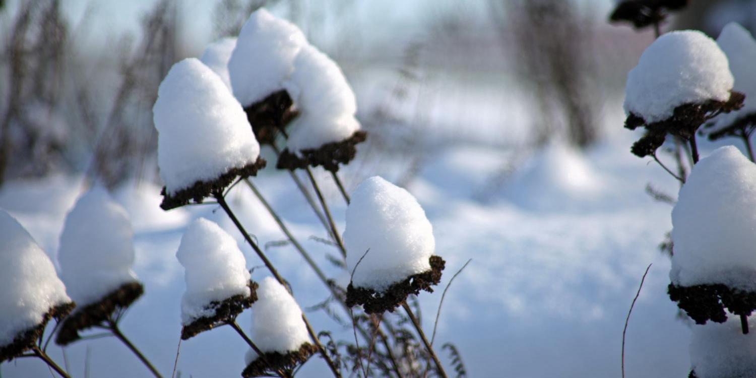 Schnee sammelt sich wie kleine Hütchen auf abgestorbenen Blüten