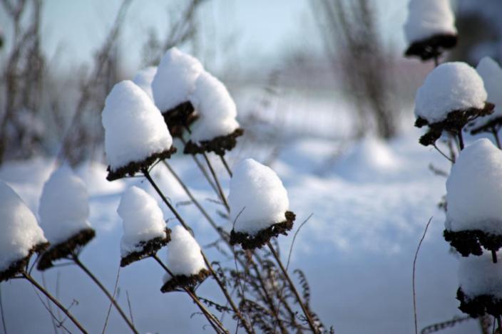 Schnee sammelt sich wie kleine Hütchen auf abgestorbenen Blüten