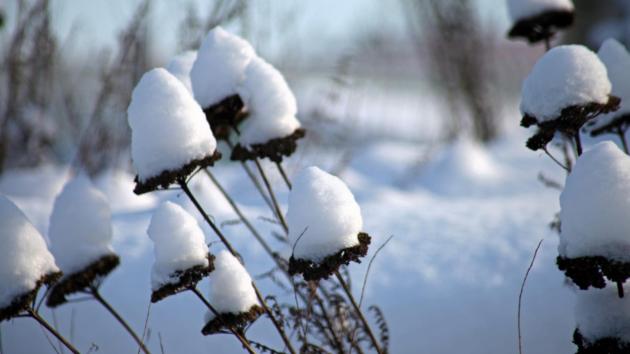 Schnee sammelt sich wie kleine Hütchen auf abgestorbenen Blüten