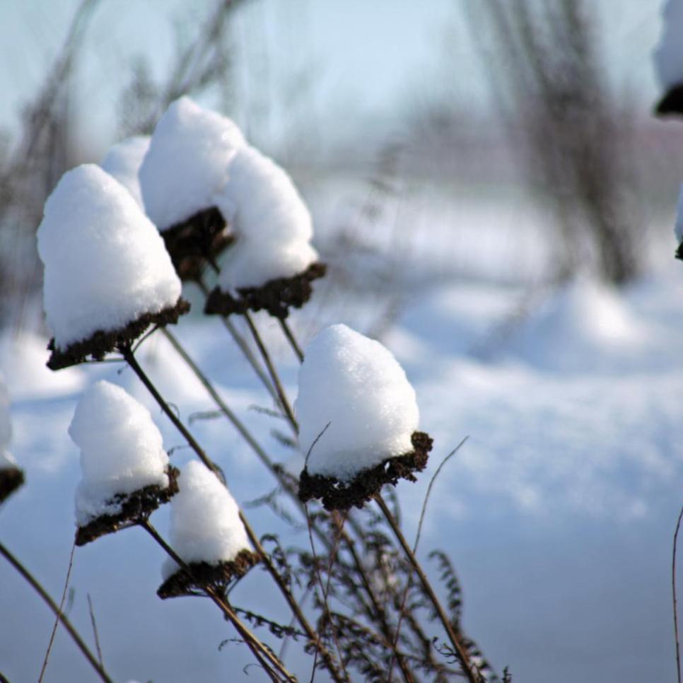 Schnee sammelt sich wie kleine Hütchen auf abgestorbenen Blüten