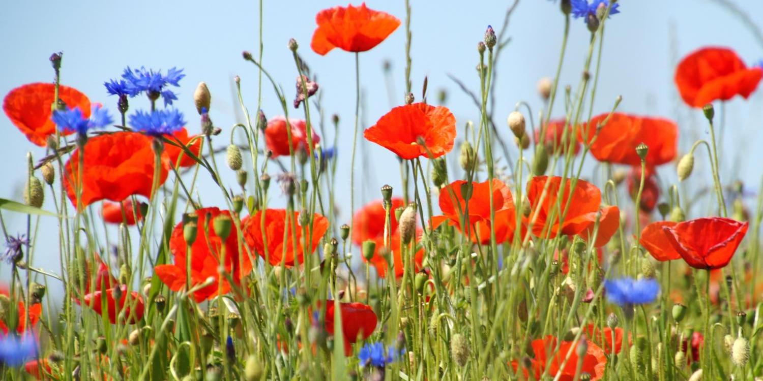 Man sieht eine Blumenwiese mit Klatschmohn und Kornblumen