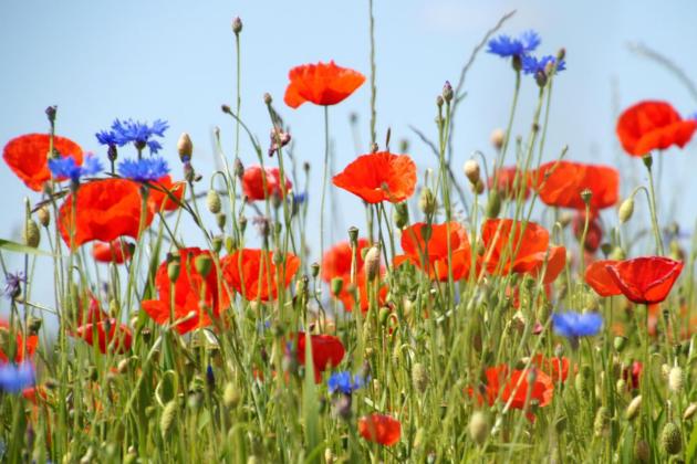 Man sieht eine Blumenwiese mit Klatschmohn und Kornblumen