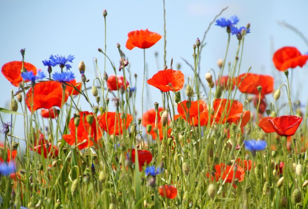 Man sieht eine Blumenwiese mit Klatschmohn und Kornblumen