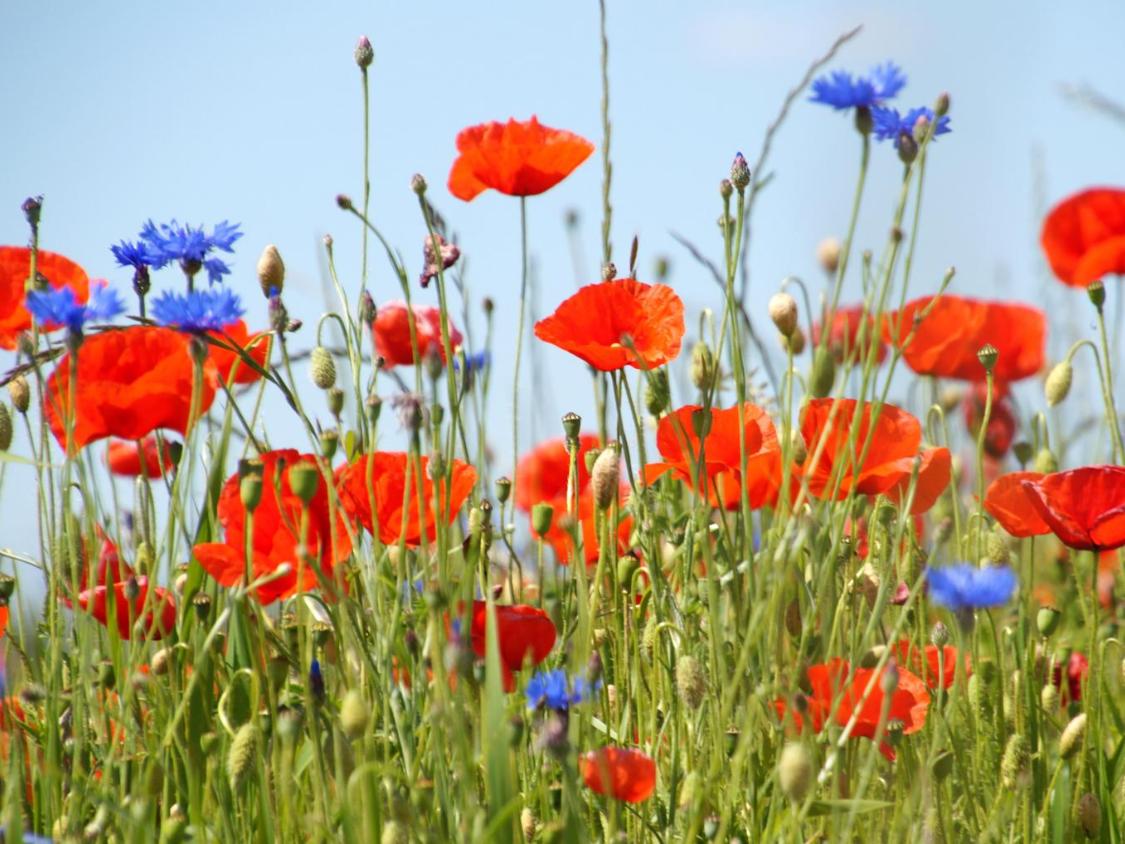 Man sieht eine Blumenwiese mit Klatschmohn und Kornblumen