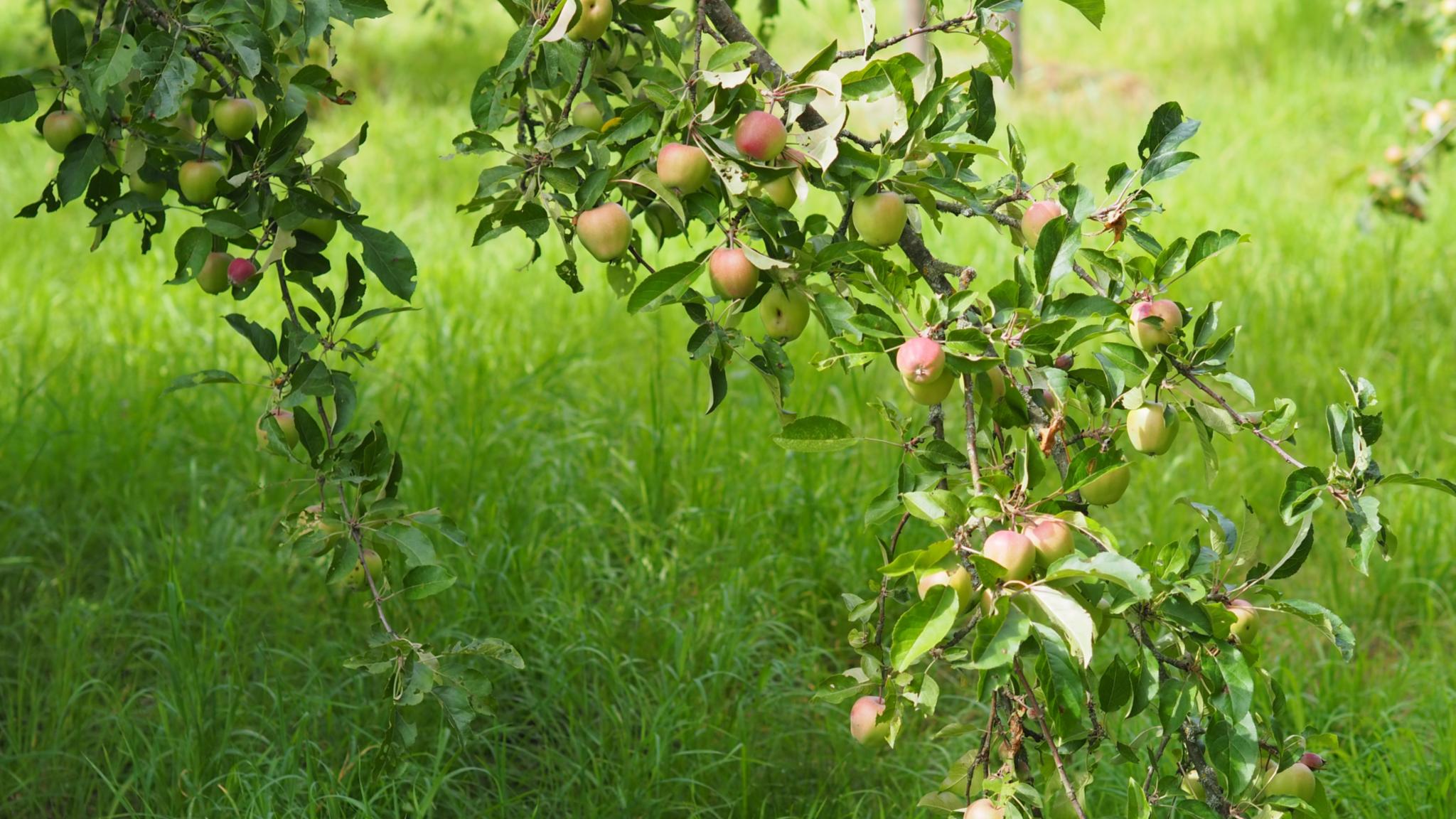 Rot-grüne Äpfel an einem Apfelbaum