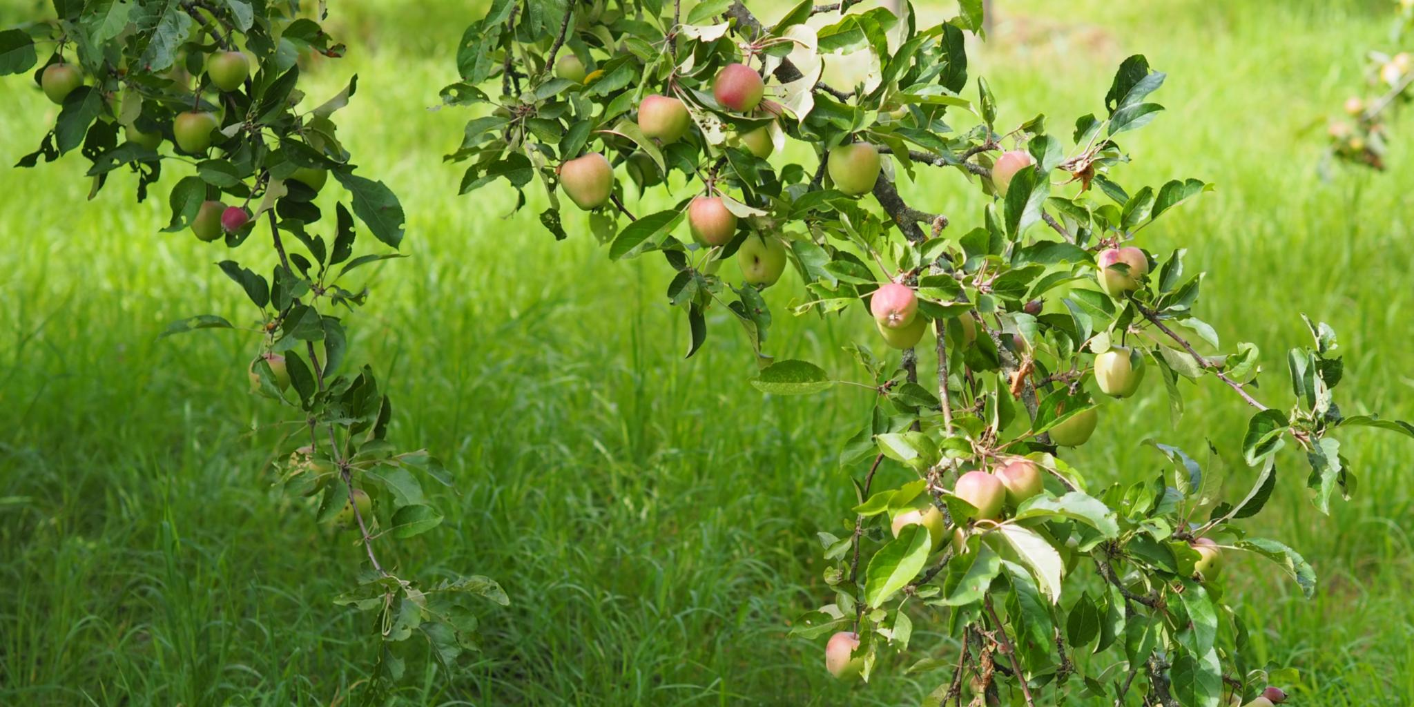 Rot-grüne Äpfel an einem Apfelbaum (c) Martina Folz Rot-grüne Äpfel an einem Apfelbaum