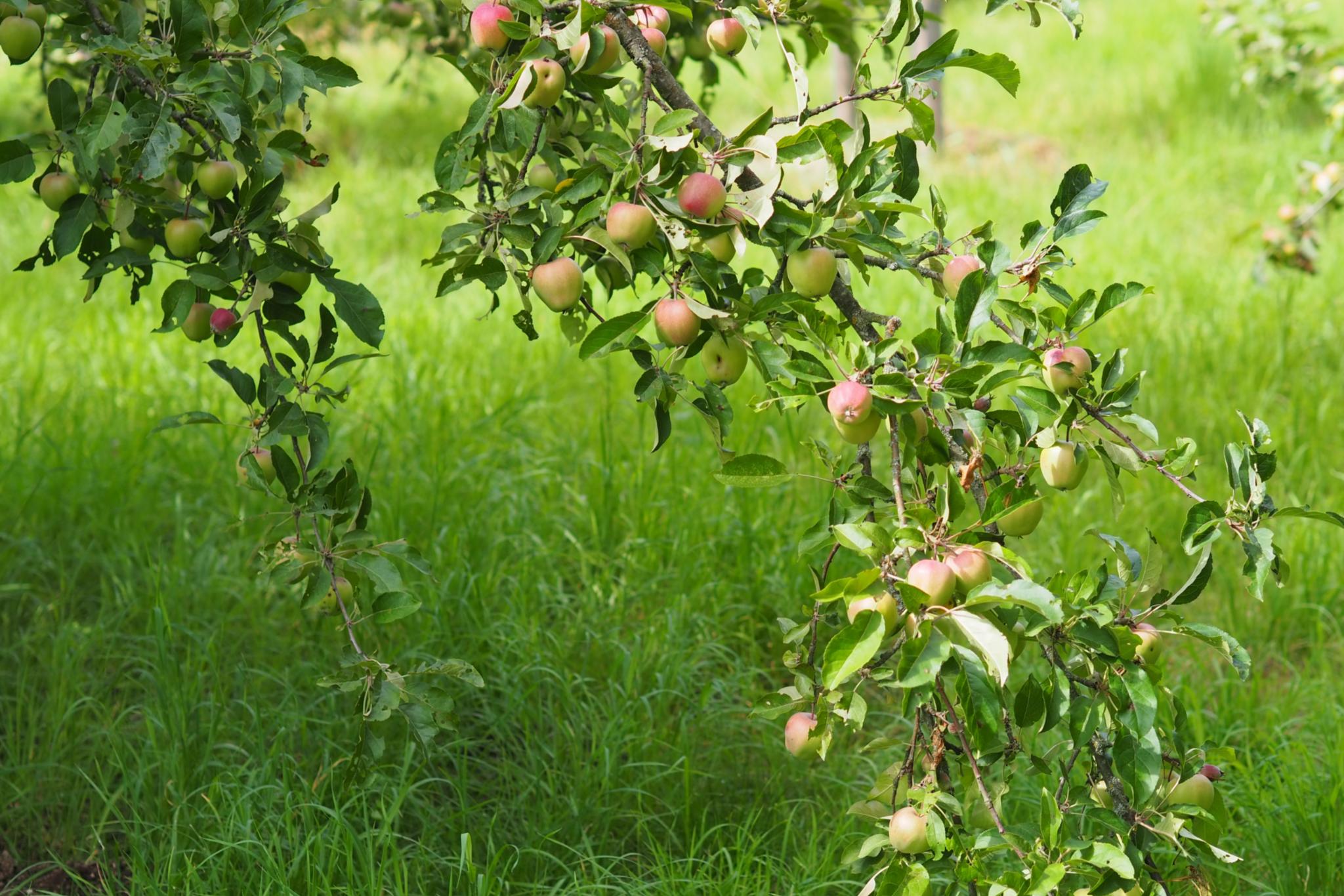 Rot-grüne Äpfel an einem Apfelbaum