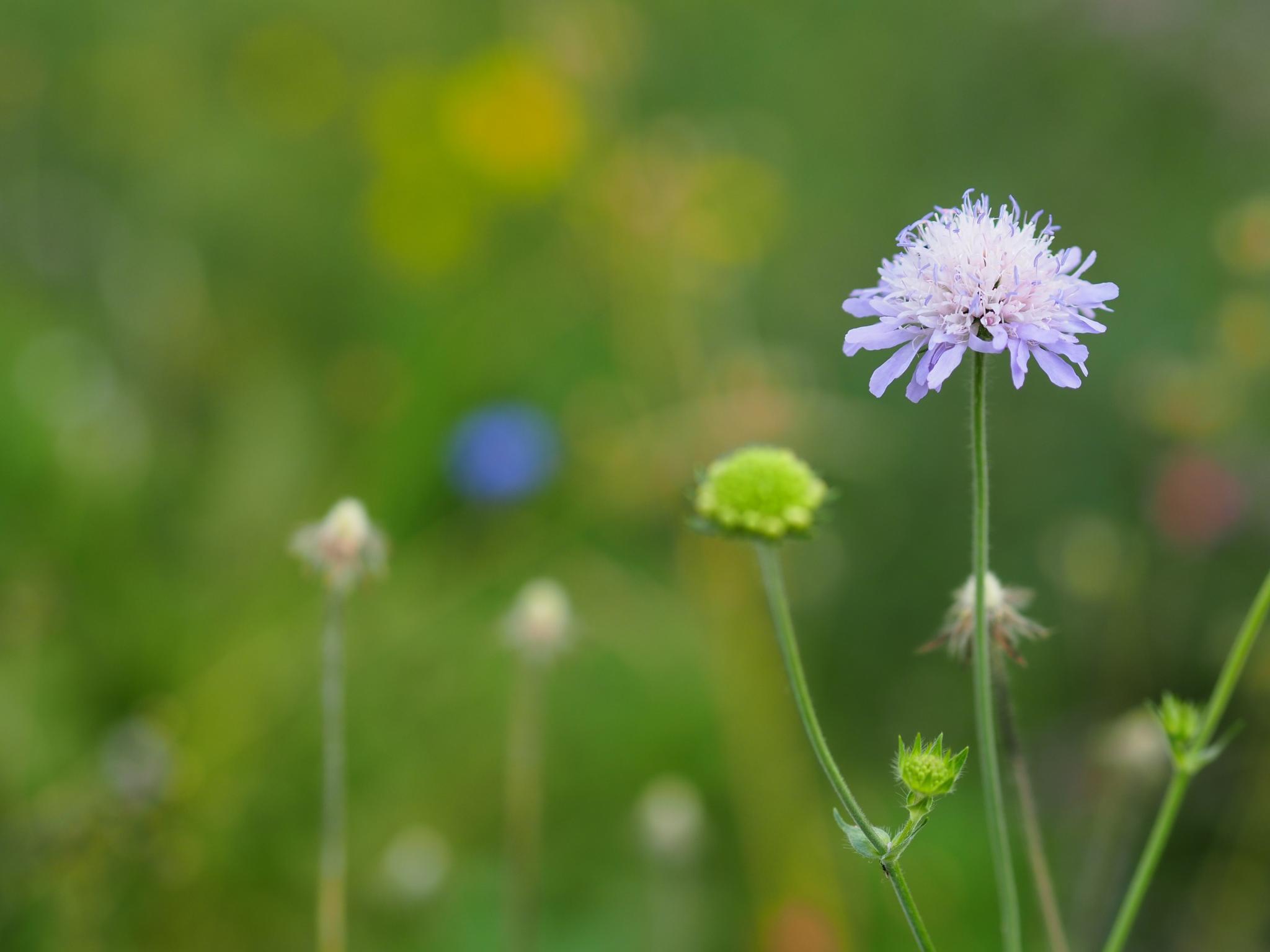 Eine violette Blume in einer Wiese