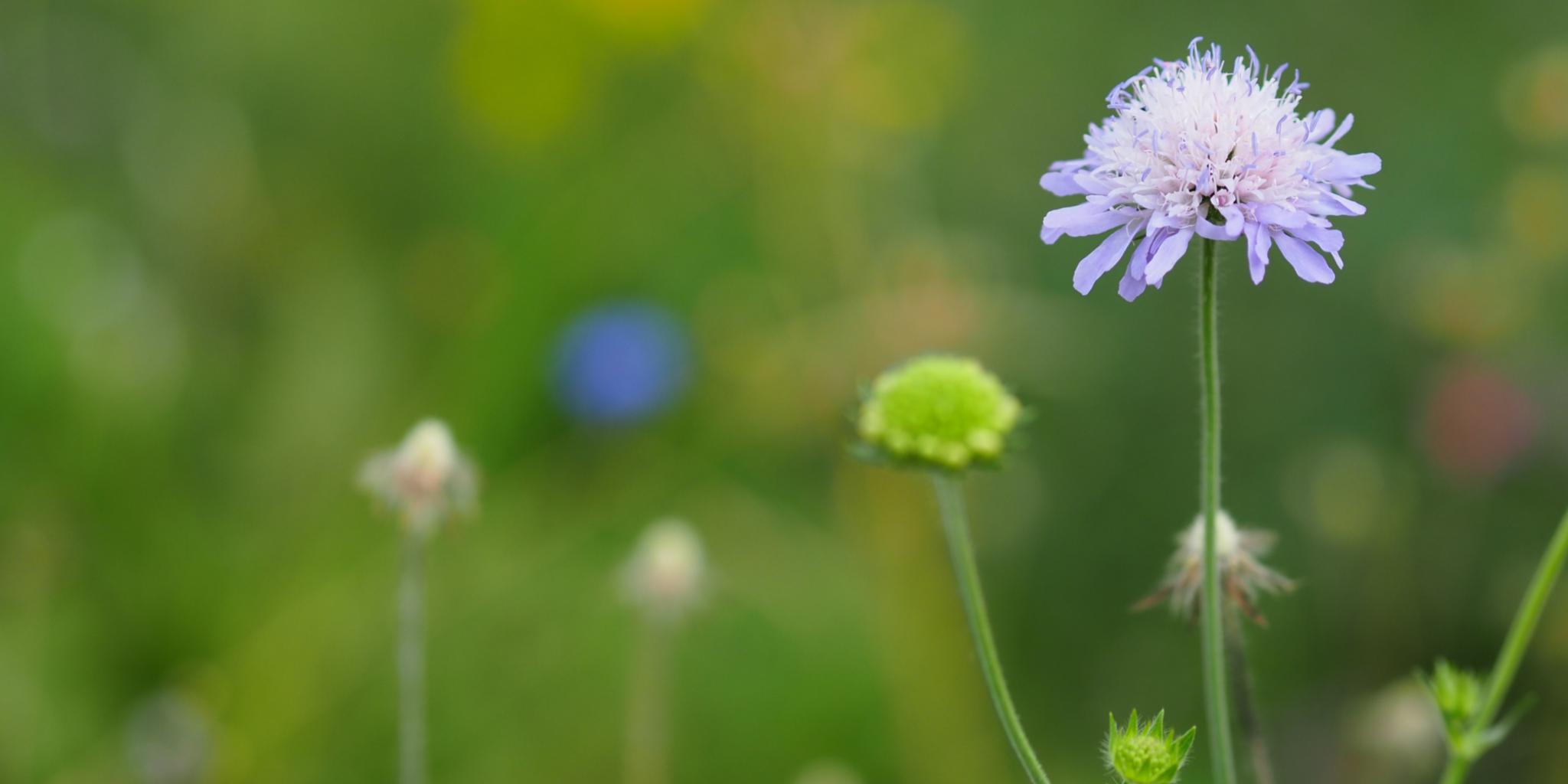 Eine violette Blume in einer Wiese