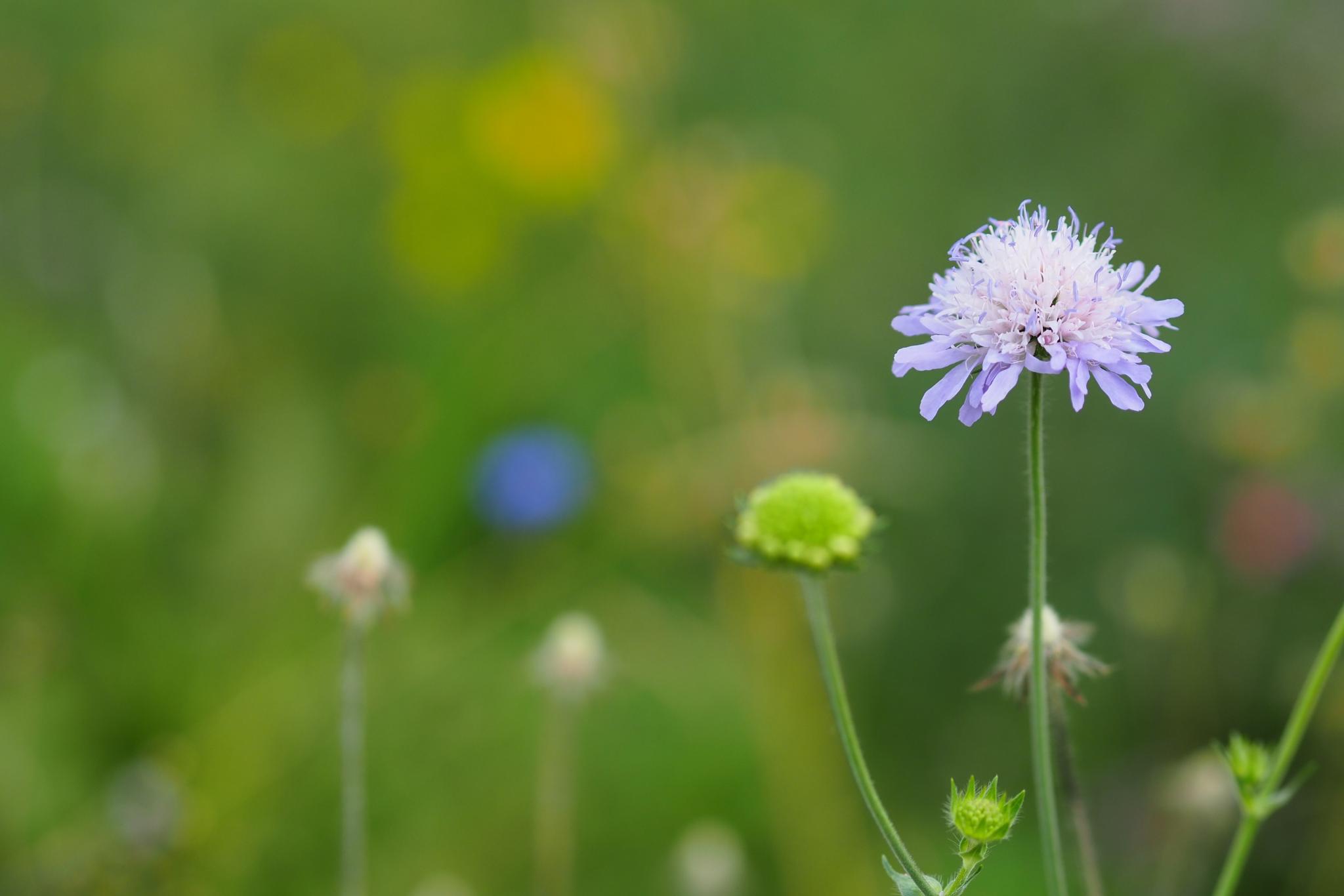Eine violette Blume in einer Wiese