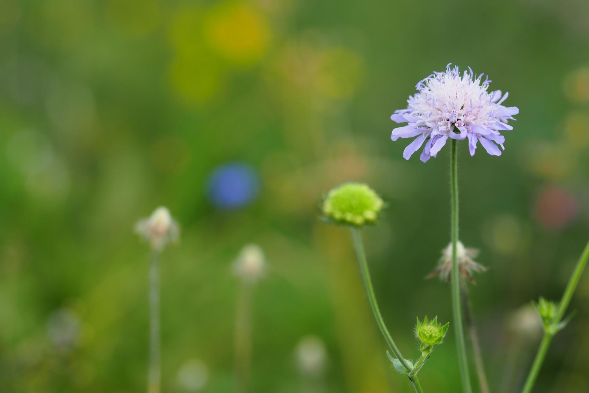 Eine violette Blume in einer Wiese (c) Martina Folz Eine violette Blume in einer Wiese