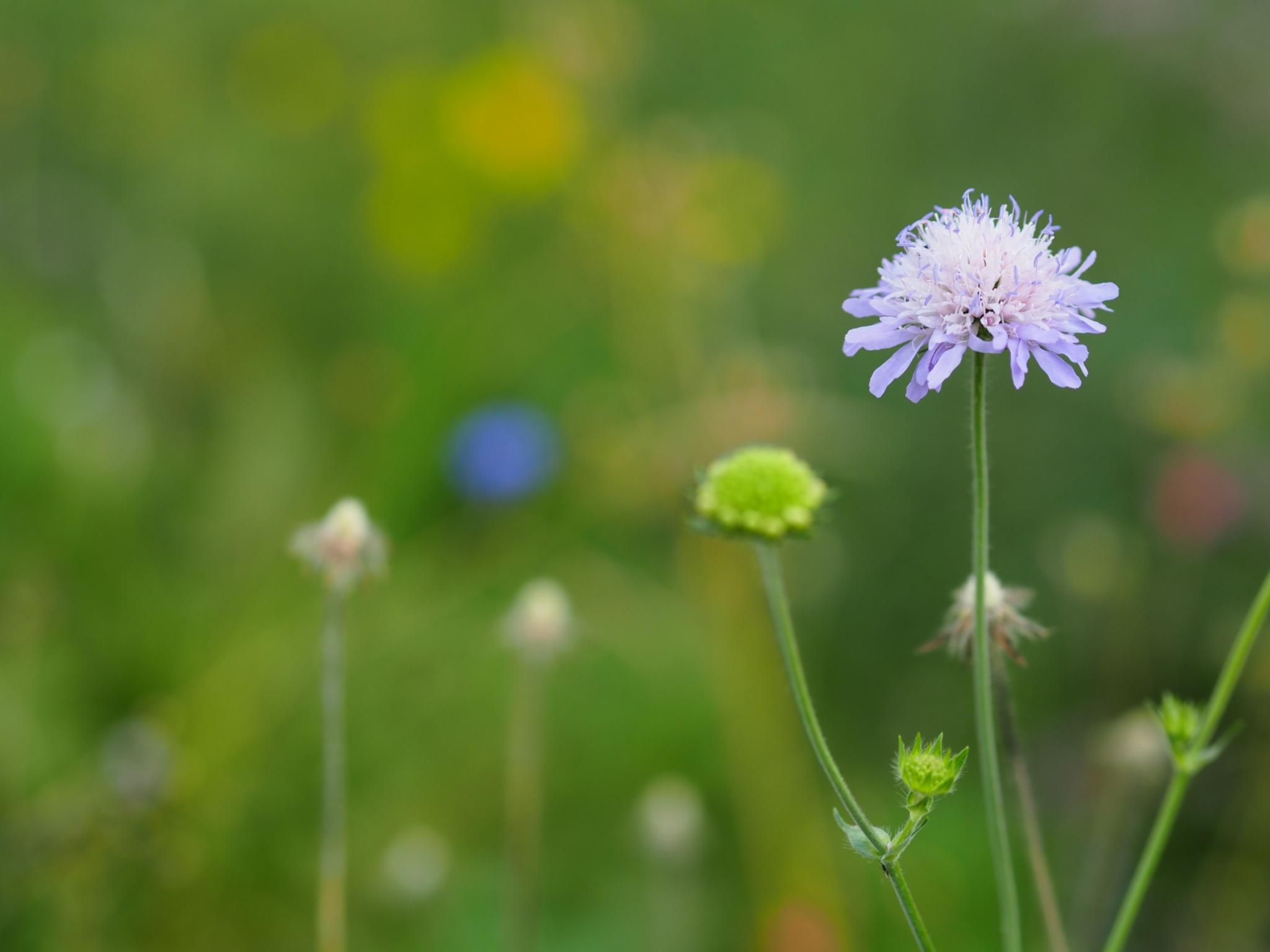 Eine violette Blume in einer Wiese