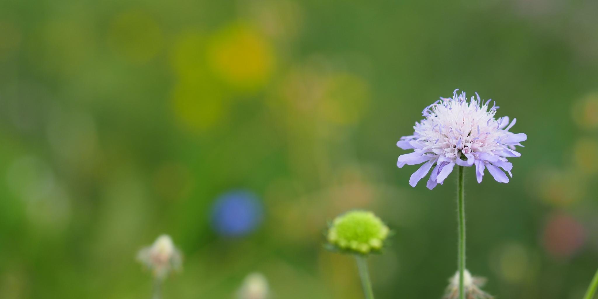 Eine violette Blume in einer Wiese