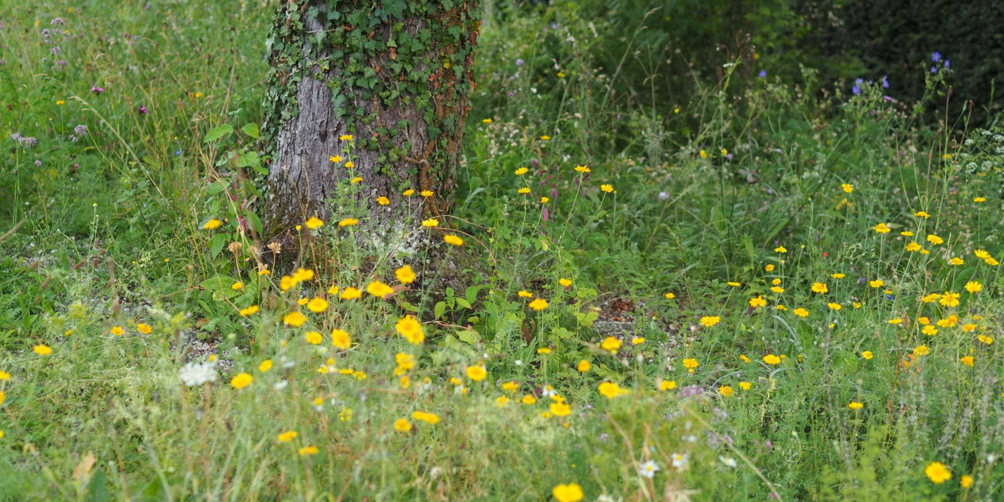 Blumenwiese