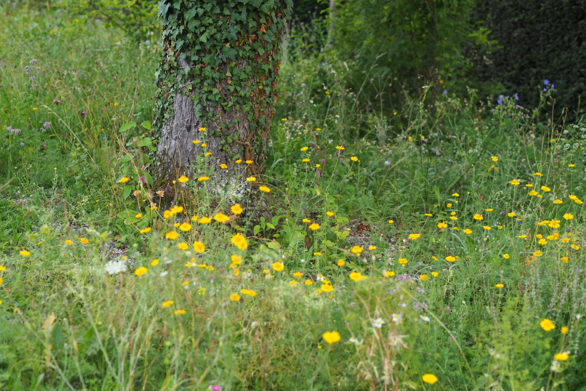 Blumenwiese