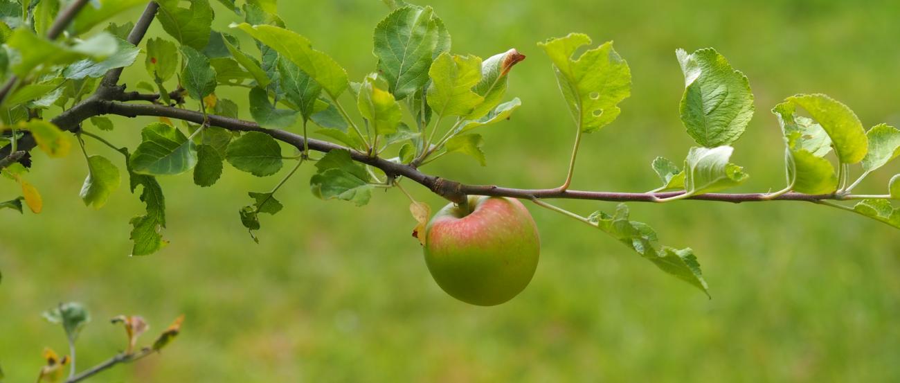 Symbolfoto (c) Martina Folz Ein fast roter Apfel hängt an einem Ast