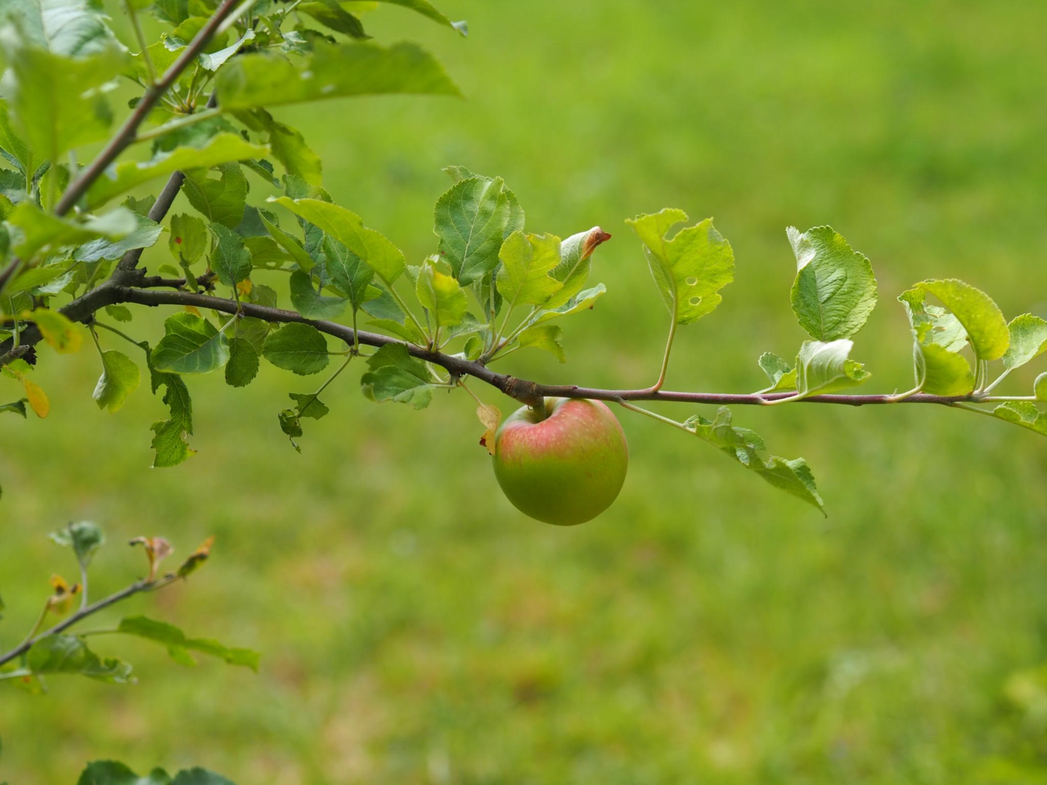 Ein fast roter Apfel hängt an einem Ast