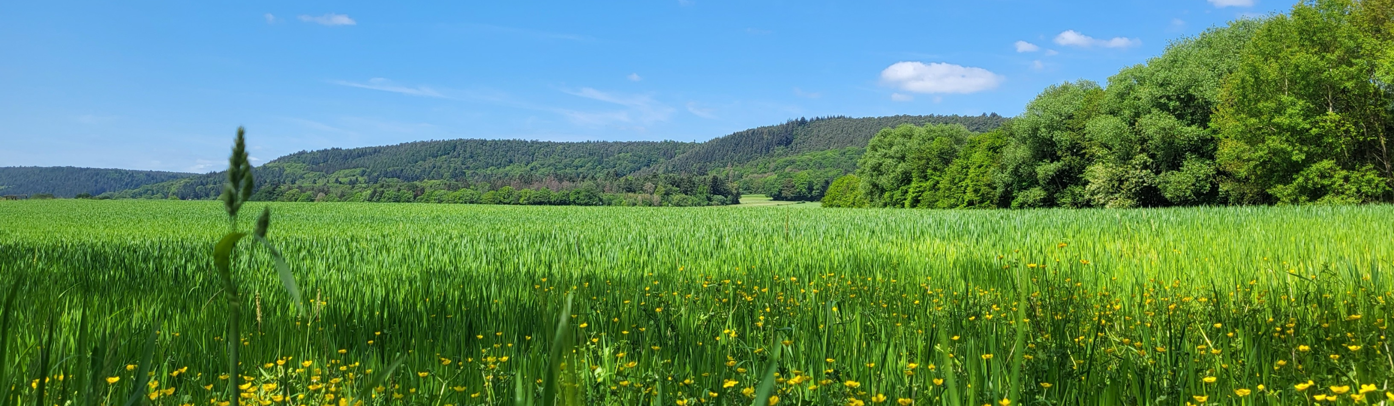 Blick auf eine große Wiese mit Löwenzahn und Gräsern. Im Hintergrund sind Hügel zu erkennen. Der Himmel ist blau mit wenigen Wölkchen