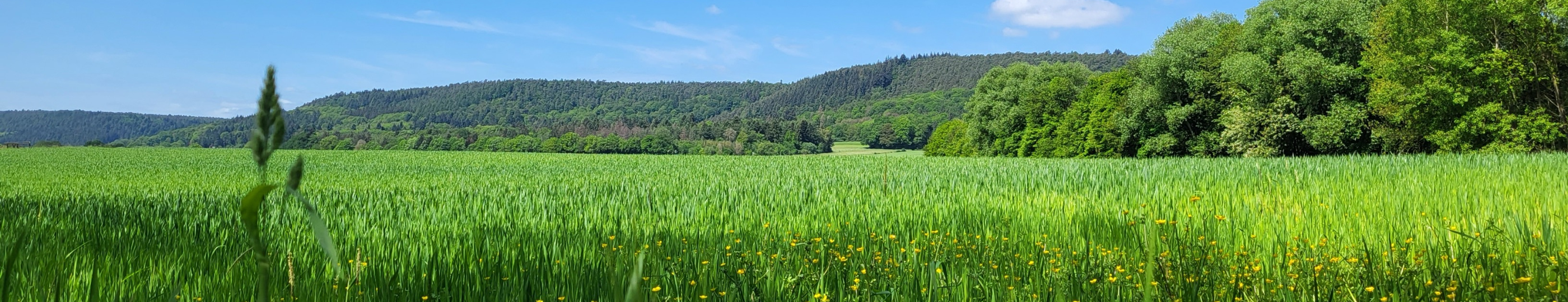 Blick auf eine große Wiese mit Löwenzahn und Gräsern. Im Hintergrund sind Hügel zu erkennen. Der Himmel ist blau mit wenigen Wölkchen