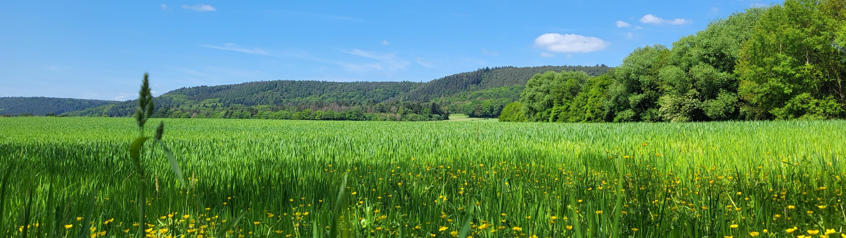 Blick auf eine große Wiese mit Löwenzahn und Gräsern. Im Hintergrund sind Hügel zu erkennen. Der Himmel ist blau mit wenigen Wölkchen