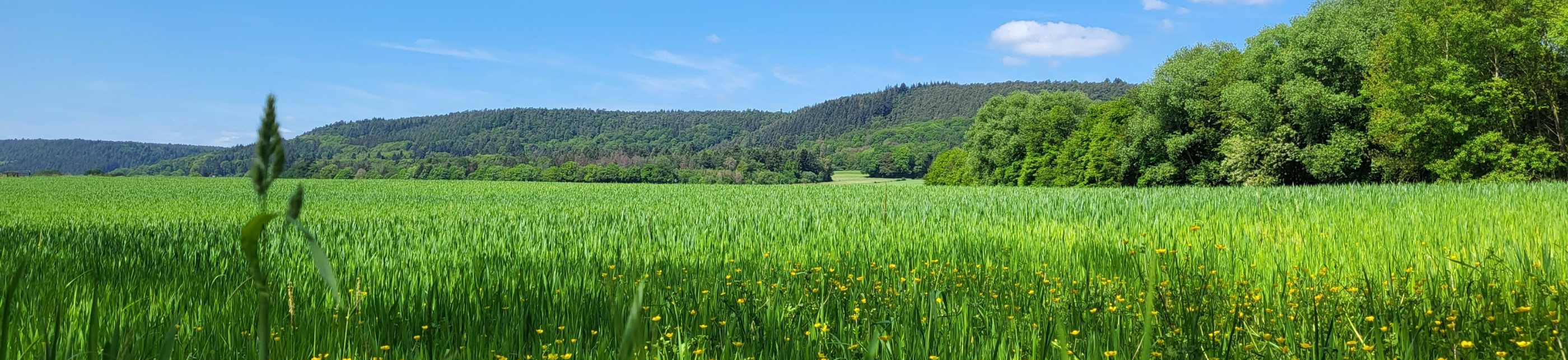 Blick auf eine große Wiese mit Löwenzahn und Gräsern. Im Hintergrund sind Hügel zu erkennen. Der Himmel ist blau mit wenigen Wölkchen