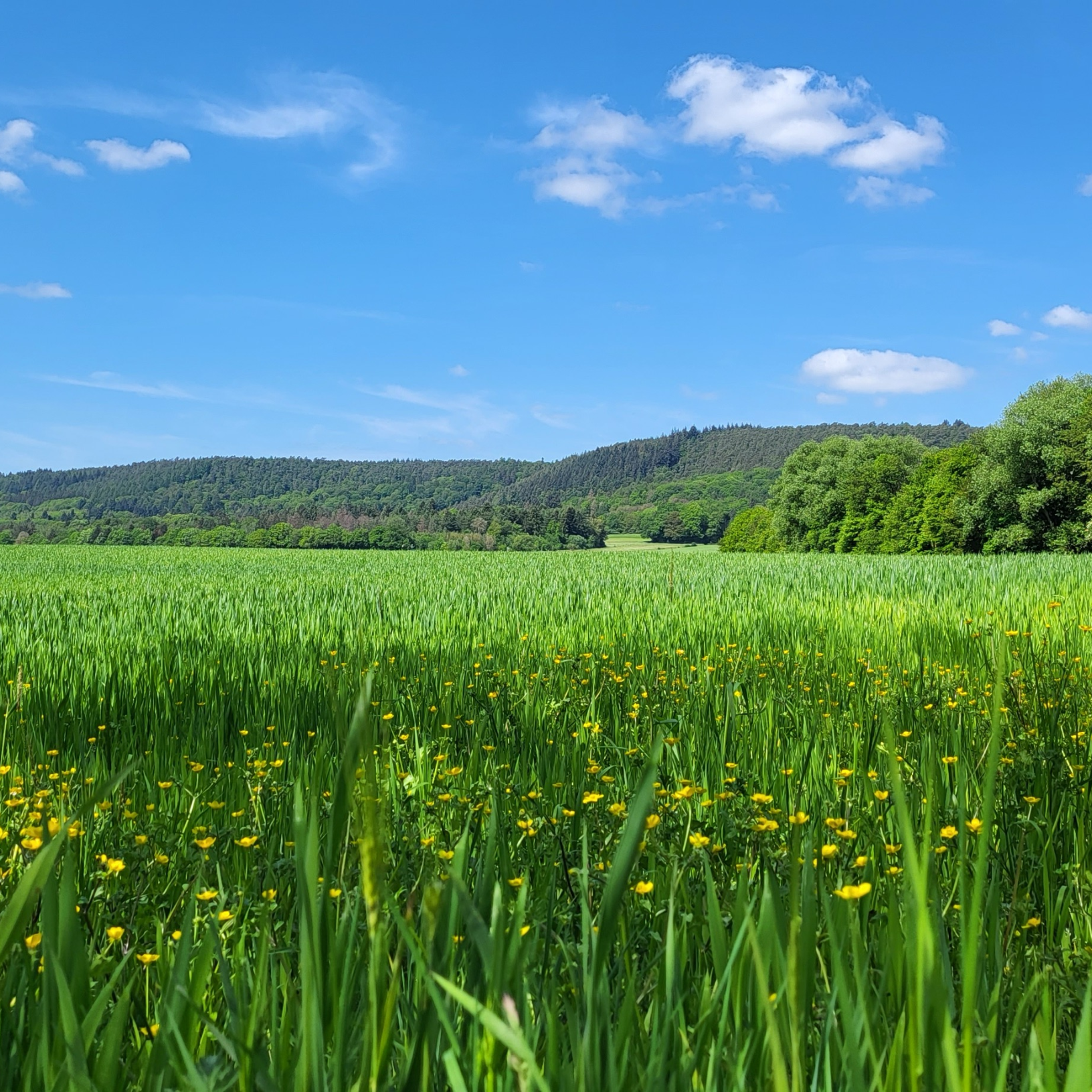 Blick auf eine große Wiese mit Löwenzahn und Gräsern. Im Hintergrund sind Hügel zu erkennen. Der Himmel ist blau mit wenigen Wölkchen