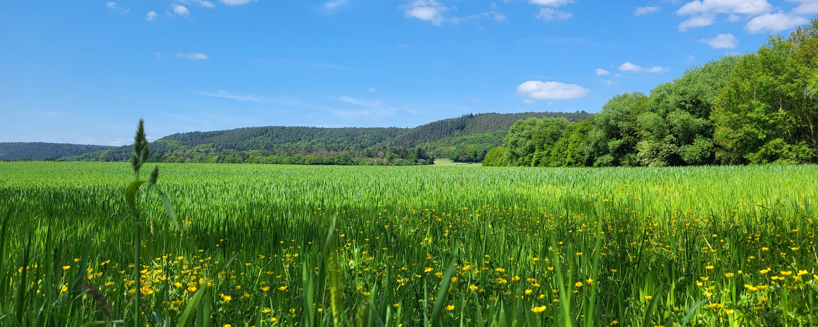 Blick auf eine große Wiese mit Löwenzahn und Gräsern. Im Hintergrund sind Hügel zu erkennen. Der Himmel ist blau mit wenigen Wölkchen