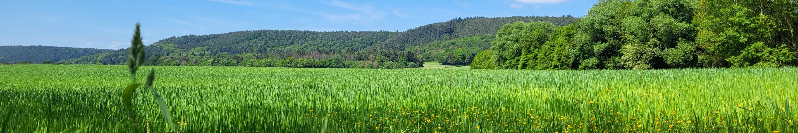 Blick auf eine große Wiese mit Löwenzahn und Gräsern. Im Hintergrund sind Hügel zu erkennen. Der Himmel ist blau mit wenigen Wölkchen