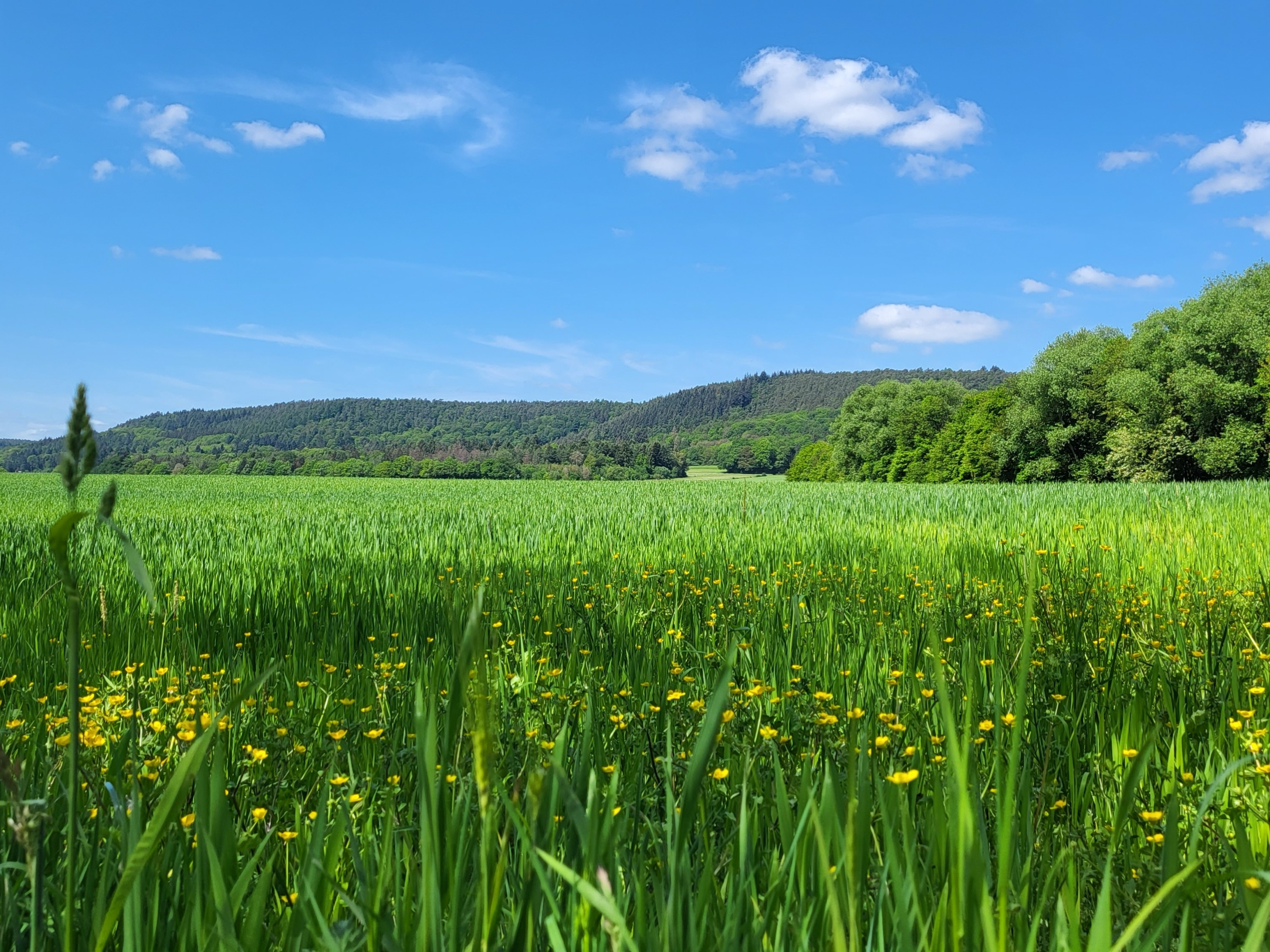 Blick auf eine große Wiese mit Löwenzahn und Gräsern. Im Hintergrund sind Hügel zu erkennen. Der Himmel ist blau mit wenigen Wölkchen