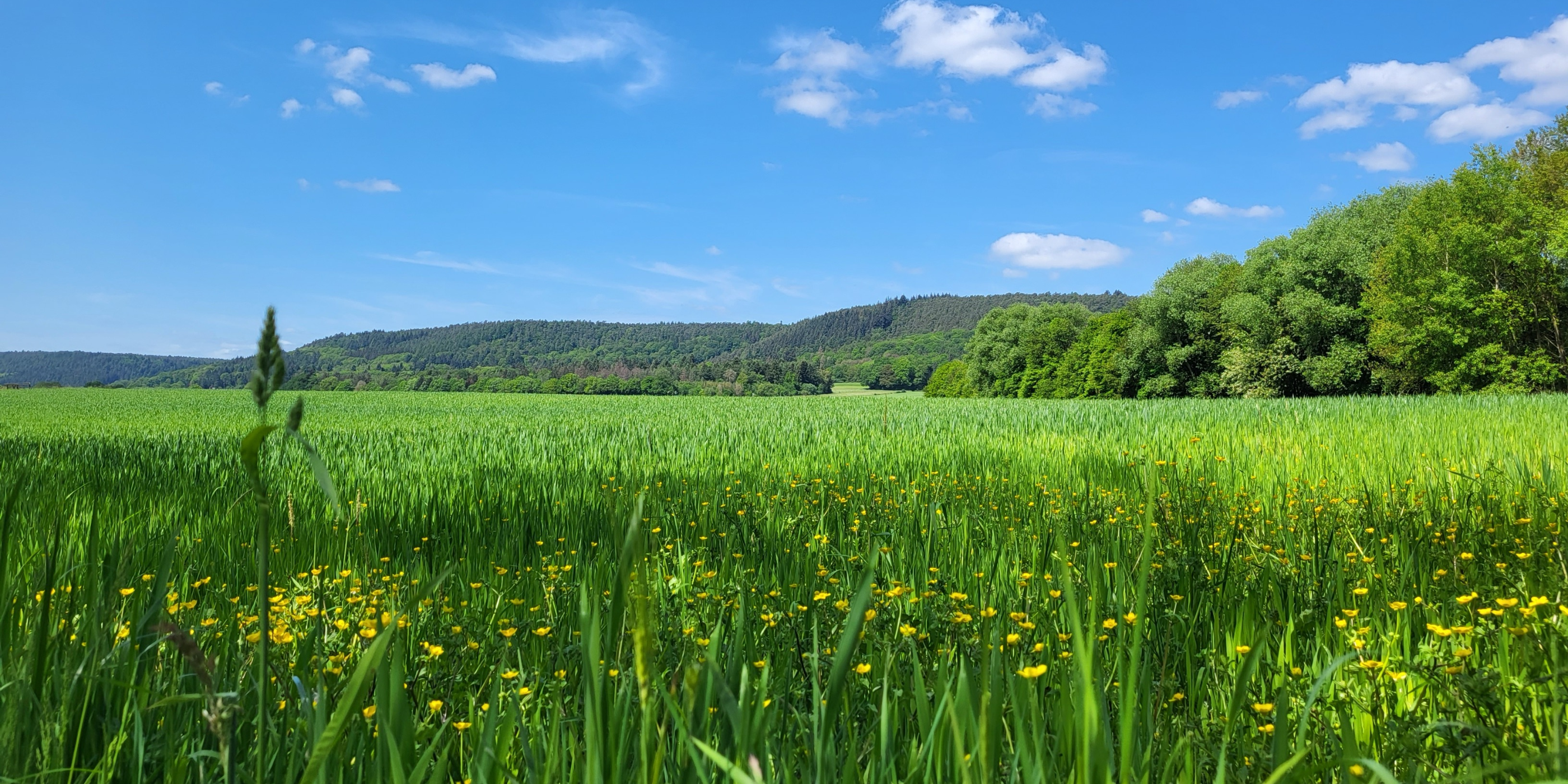 Blick auf eine große Wiese mit Löwenzahn und Gräsern. Im Hintergrund sind Hügel zu erkennen. Der Himmel ist blau mit wenigen Wölkchen