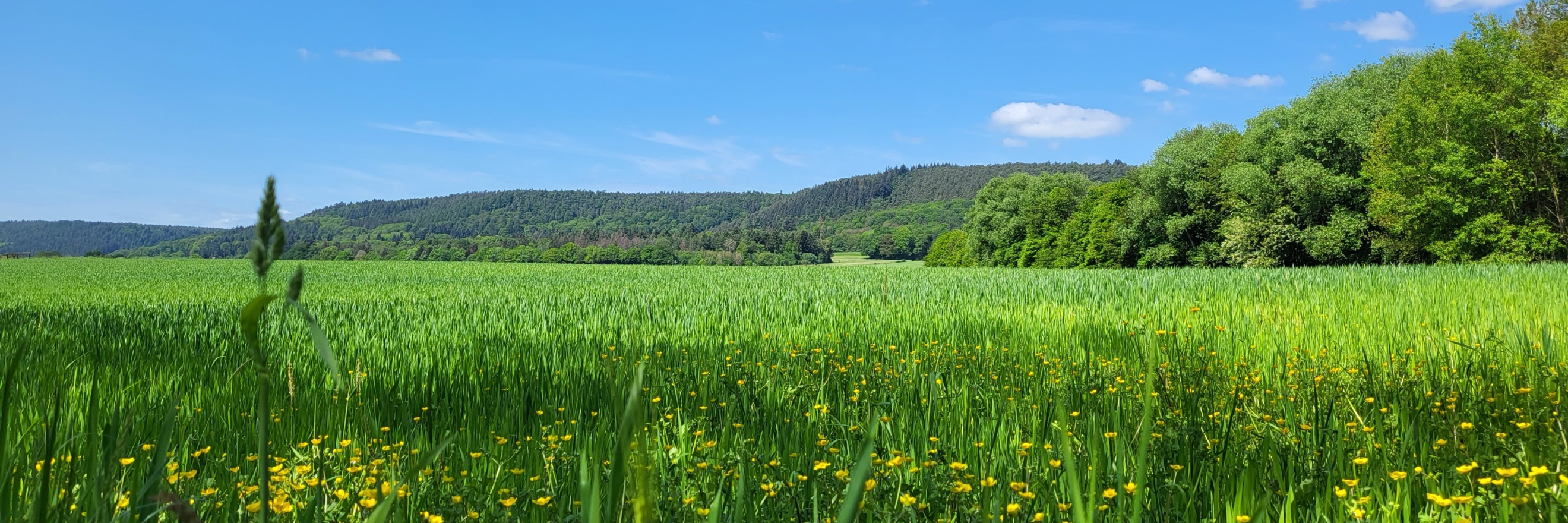 Blick auf eine große Wiese mit Löwenzahn und Gräsern. Im Hintergrund sind Hügel zu erkennen. Der Himmel ist blau mit wenigen Wölkchen