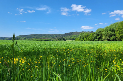 Blick auf eine große Wiese mit Löwenzahn und Gräsern. Im Hintergrund sind Hügel zu erkennen. Der Himmel ist blau mit wenigen Wölkchen