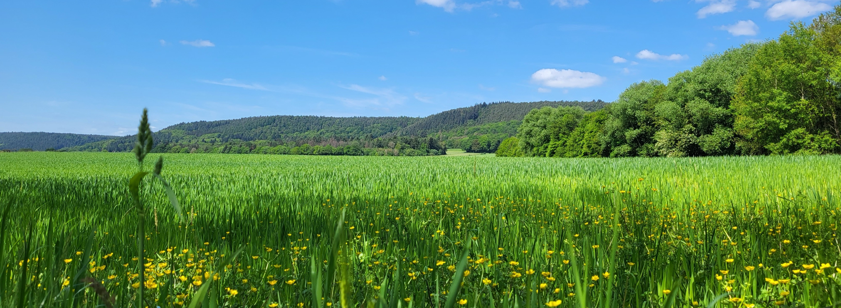 Blick auf eine große Wiese mit Löwenzahn und Gräsern. Im Hintergrund sind Hügel zu erkennen. Der Himmel ist blau mit wenigen Wölkchen