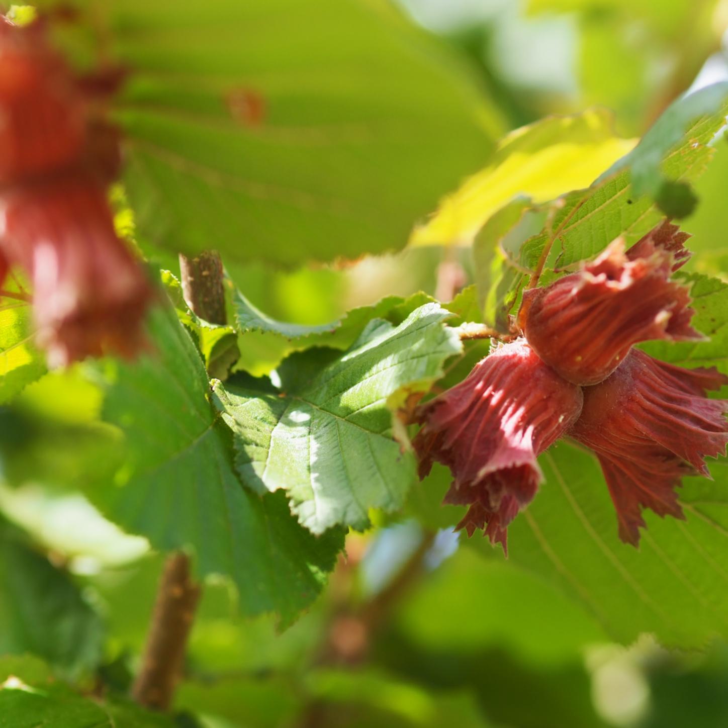 Haselnüsse an einem Baum