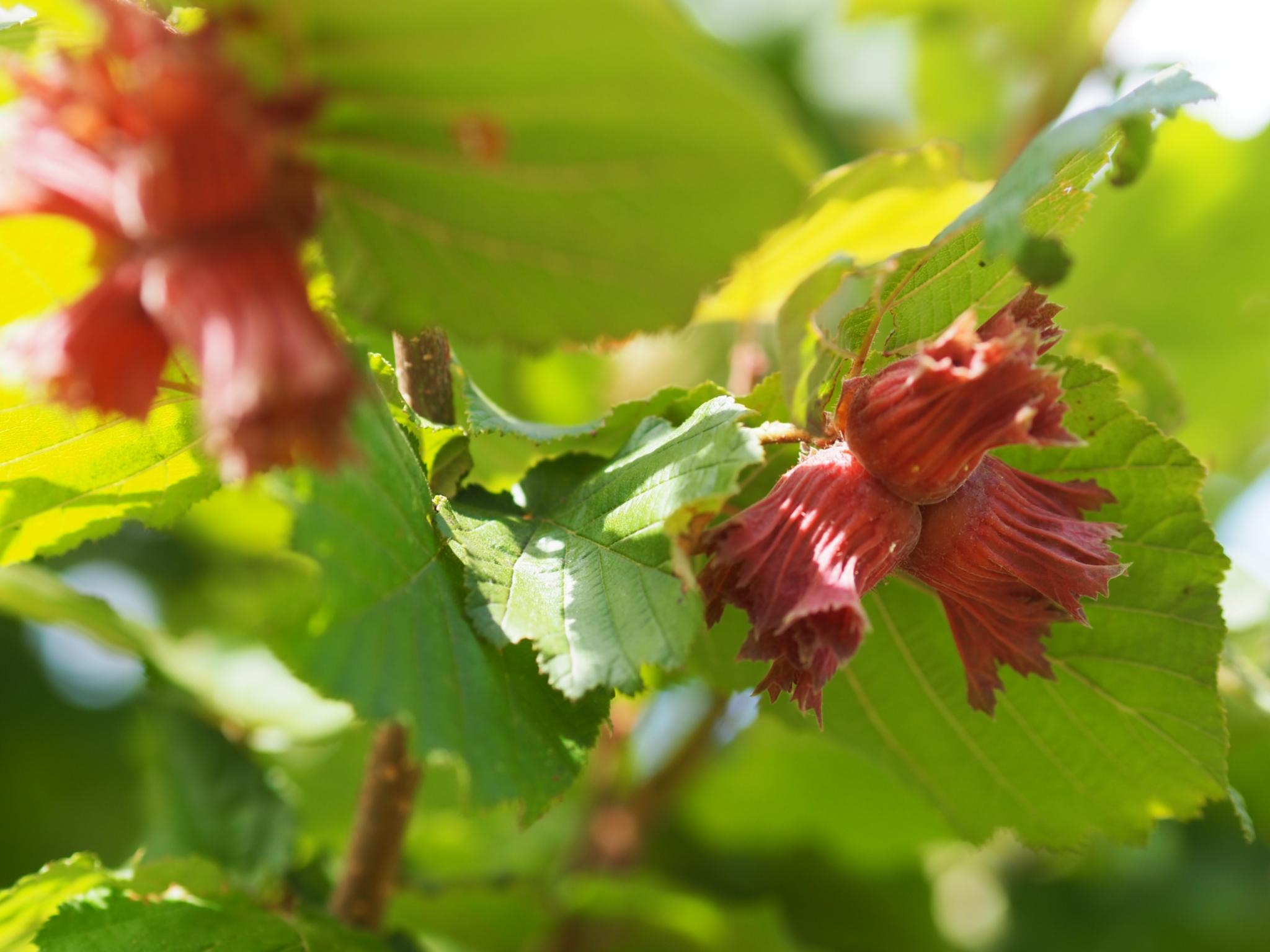 Haselnüsse an einem Baum