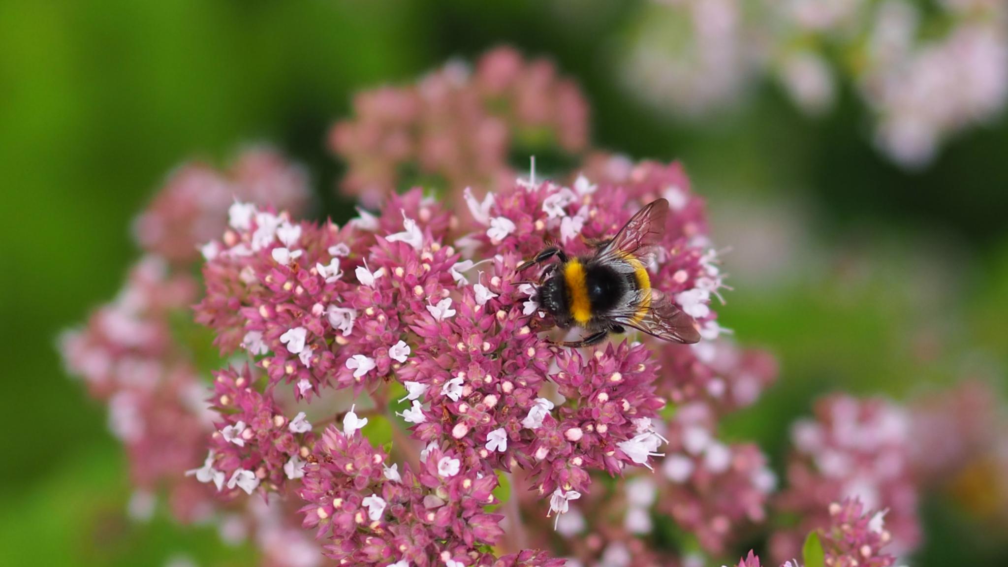 Eine Hummel sitzt auf einer Blume