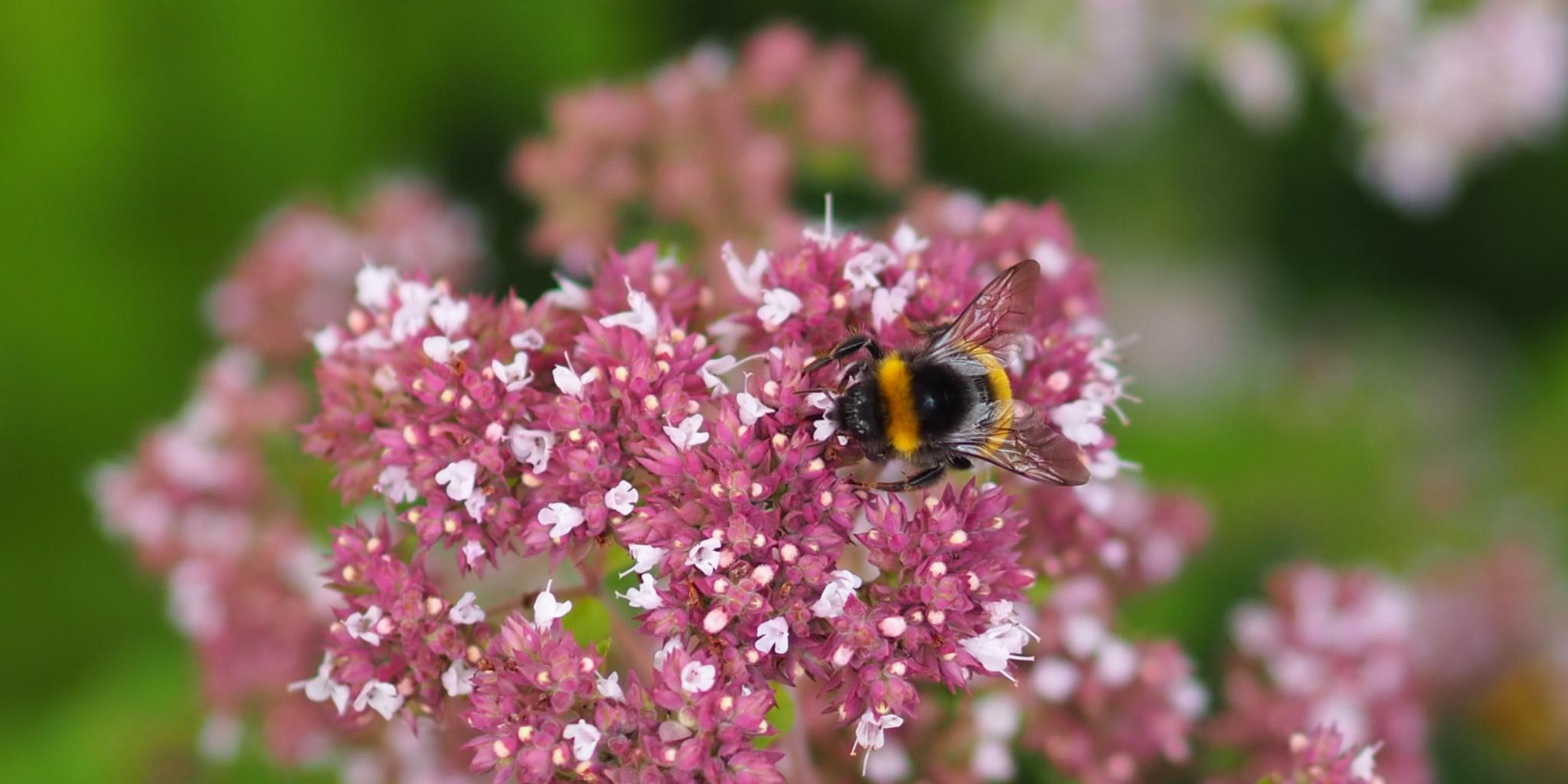 Eine Hummel sitzt auf einer Blume (c) Martina Folz Eine Hummel sitzt auf einer Blume