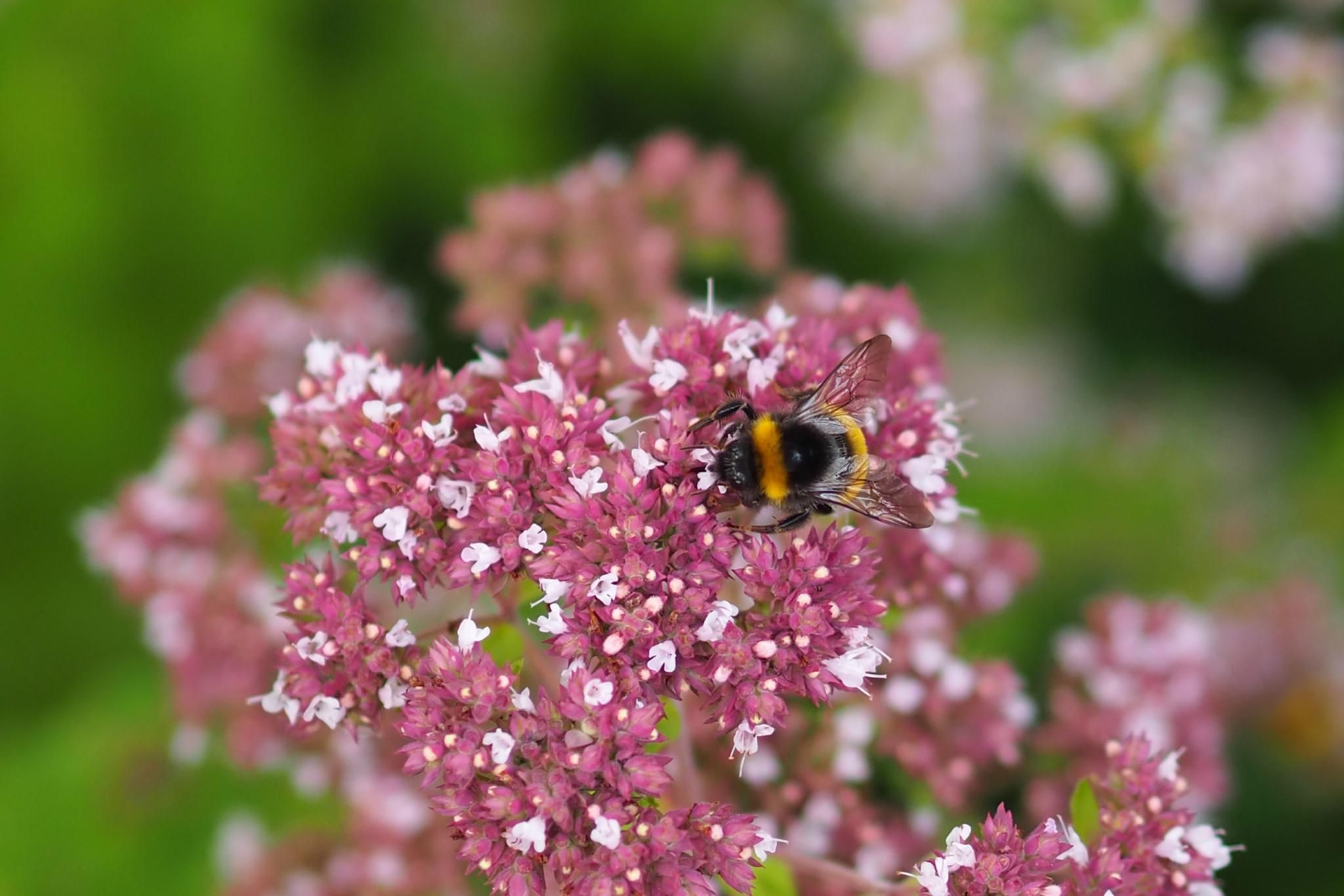 Eine Hummel sitzt auf einer Blume