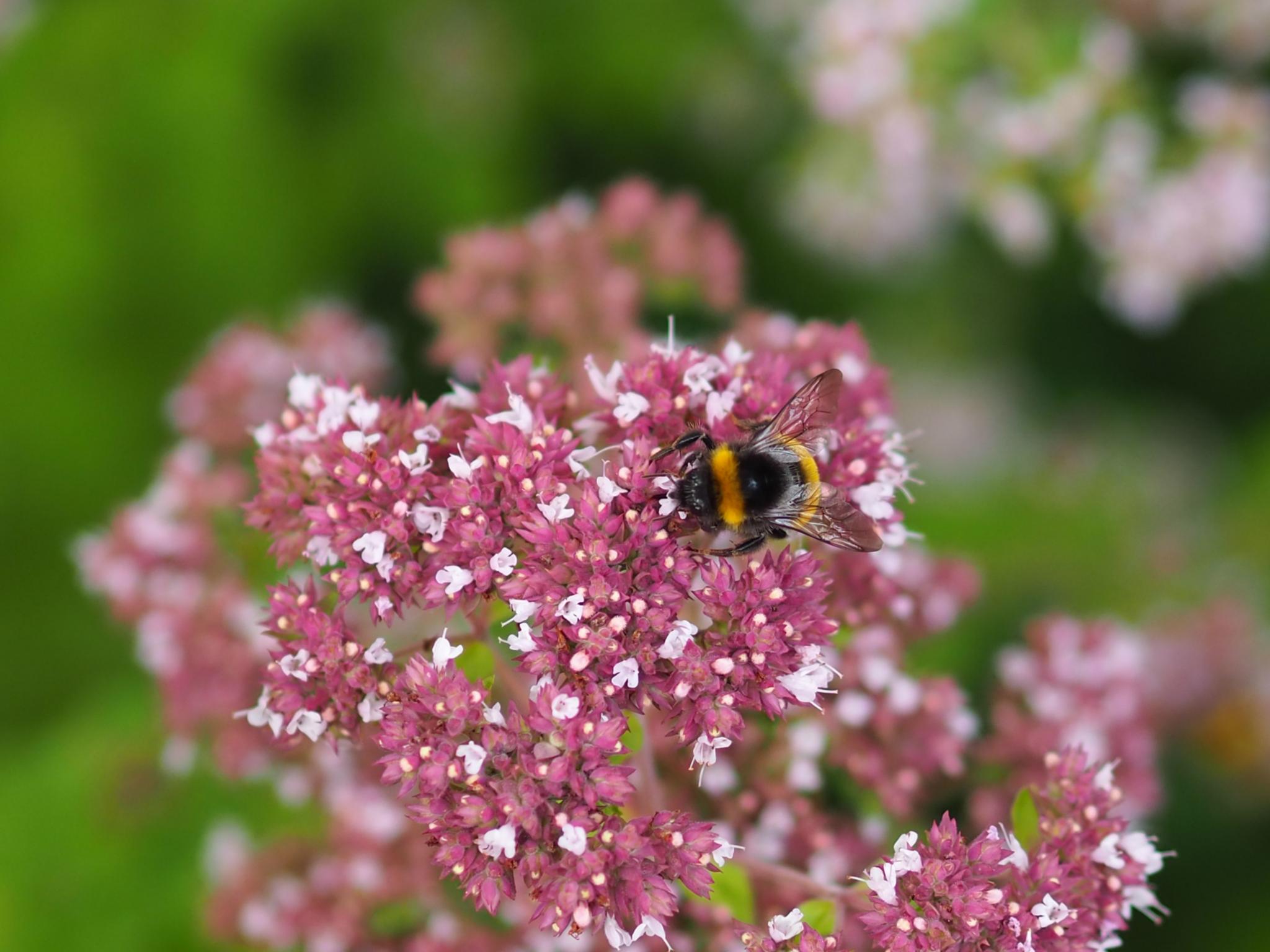 Eine Hummel sitzt auf einer Blume