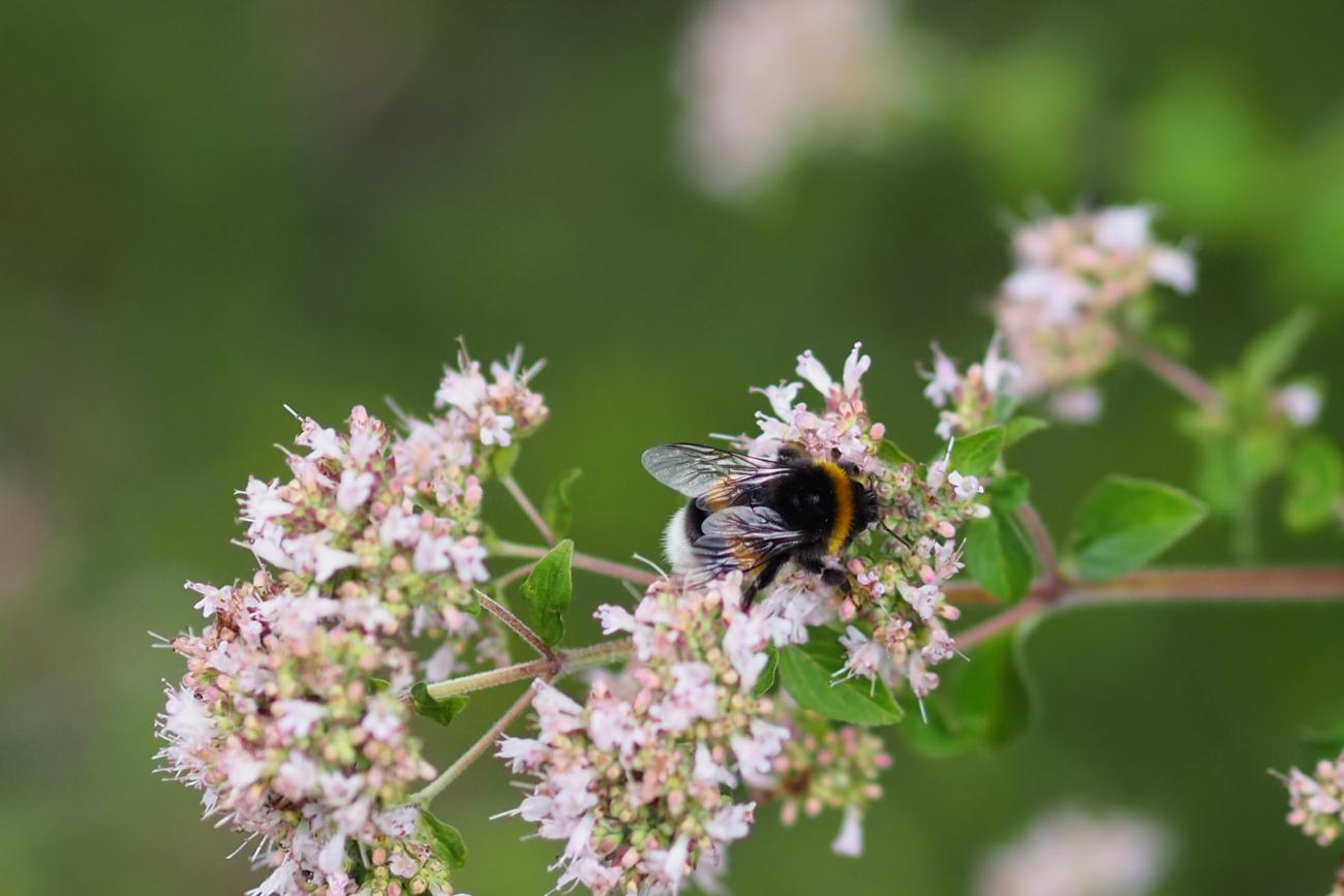 Eine Hummel sitzt auf einer Blume