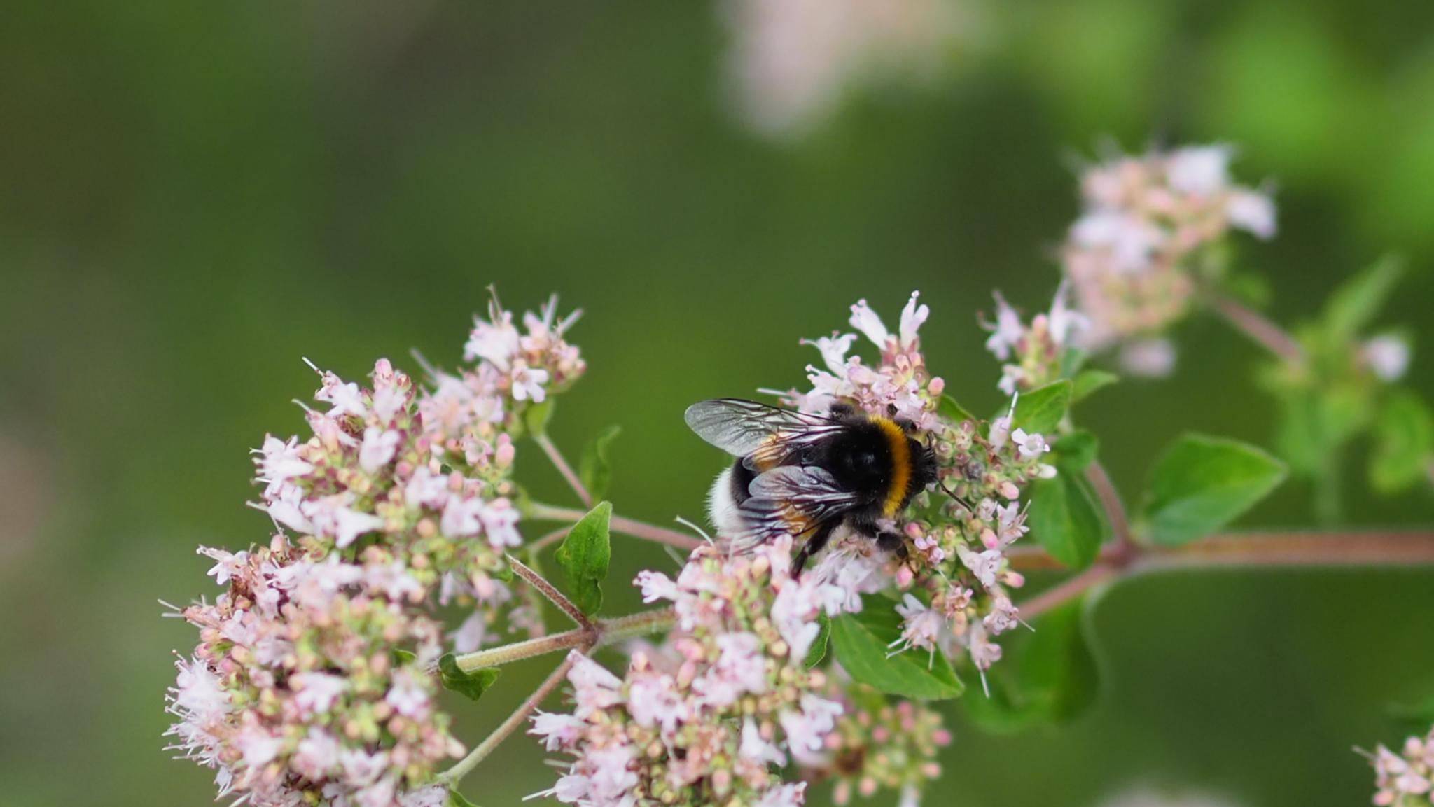 Eine Hummel sitzt auf einer Blume