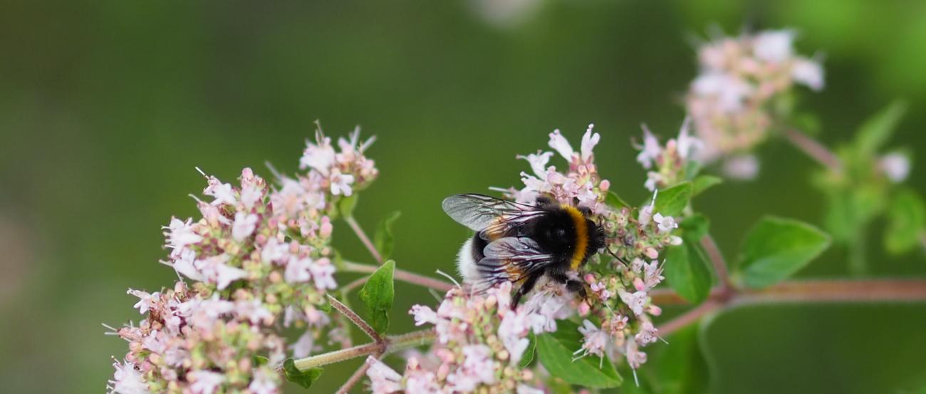 HummelBlume (c) Martina Folz Eine Hummel sitzt auf einer Blume