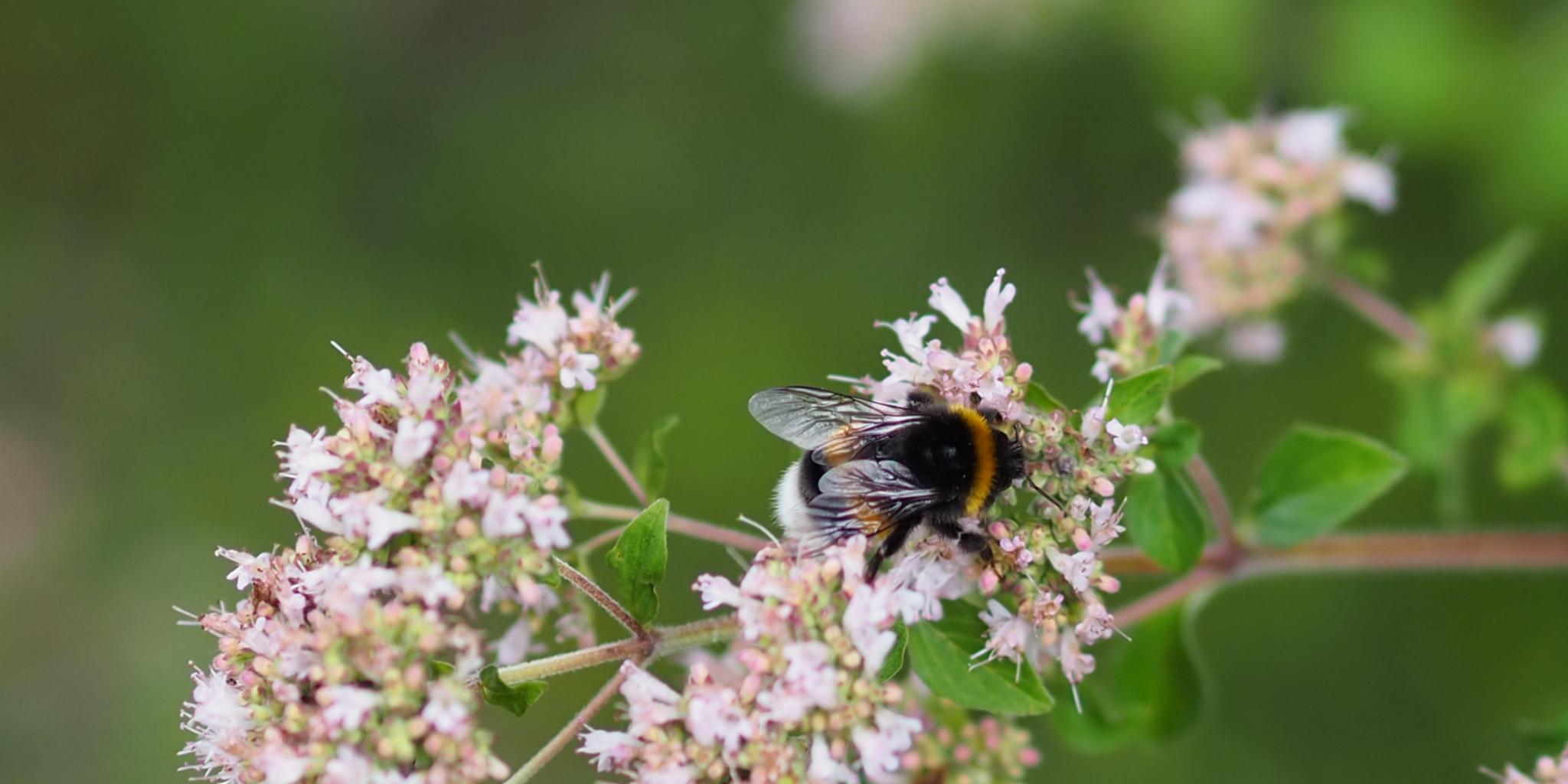 Eine Hummel sitzt auf einer Blume