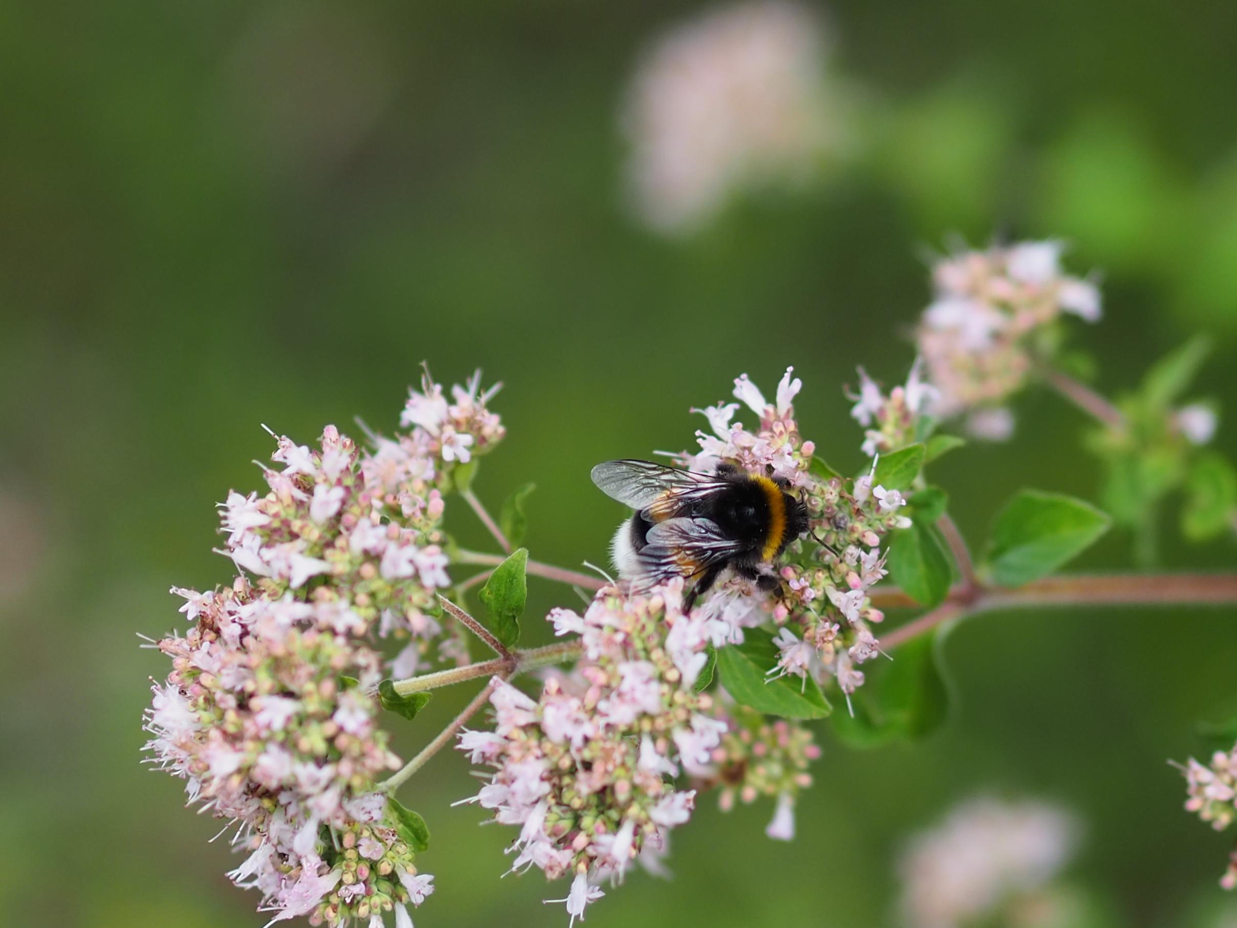 Eine Hummel sitzt auf einer Blume